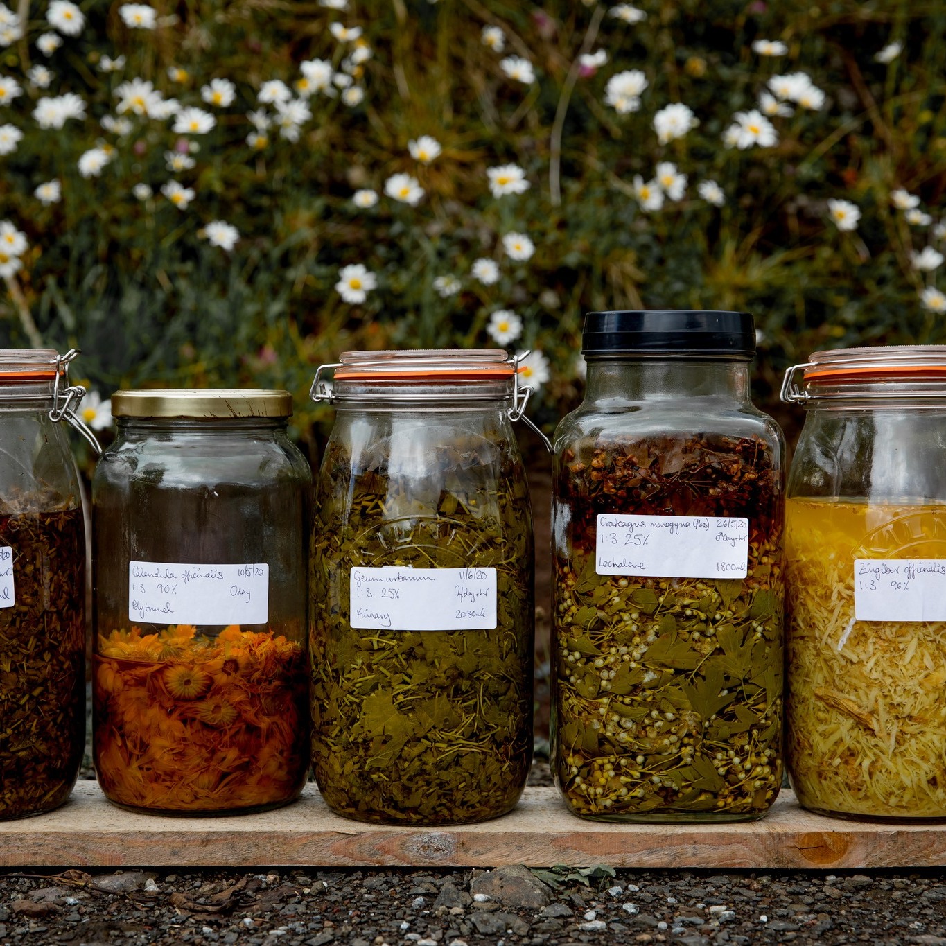 ✨Important Announcement ✨
I will be working away from 15th-26th August inclusive and will not be available to dispense herbal medicines during this time.
Please ensure that you order repeat prescriptions before 14th August to last you until my return to normal clinic on 27th.
Enjoy the late summer!
.
.
.
.
.
.
.
#HerbalMedicine #westhighlandherbal #natureheals #scotlandswildmedicine #herbalmedicinemaking #dispensary #apothecary #medicalherbalist #herbalist