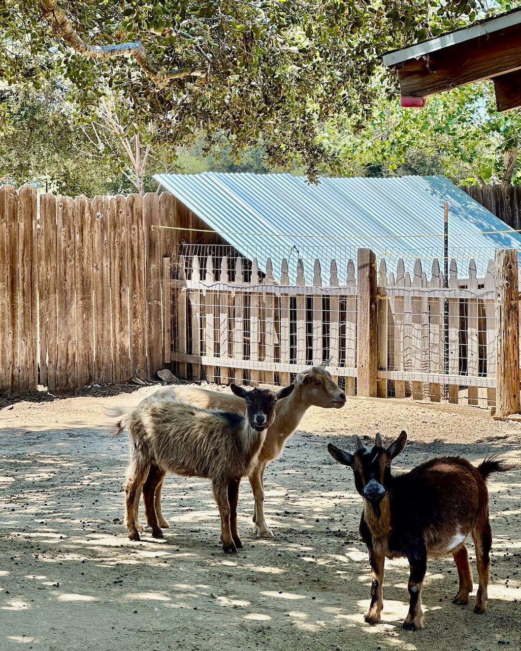 Labor Day Weekend Special Hours Announcement
We will be open Saturday, August 30th, and Sunday, August 31st, of Labor Day Weekend from 10 am to 4 pm.
We will offer GA, Hayride, Petting Zoo, and u-pick based on availability.
Stay tuned for more details as we get closer.