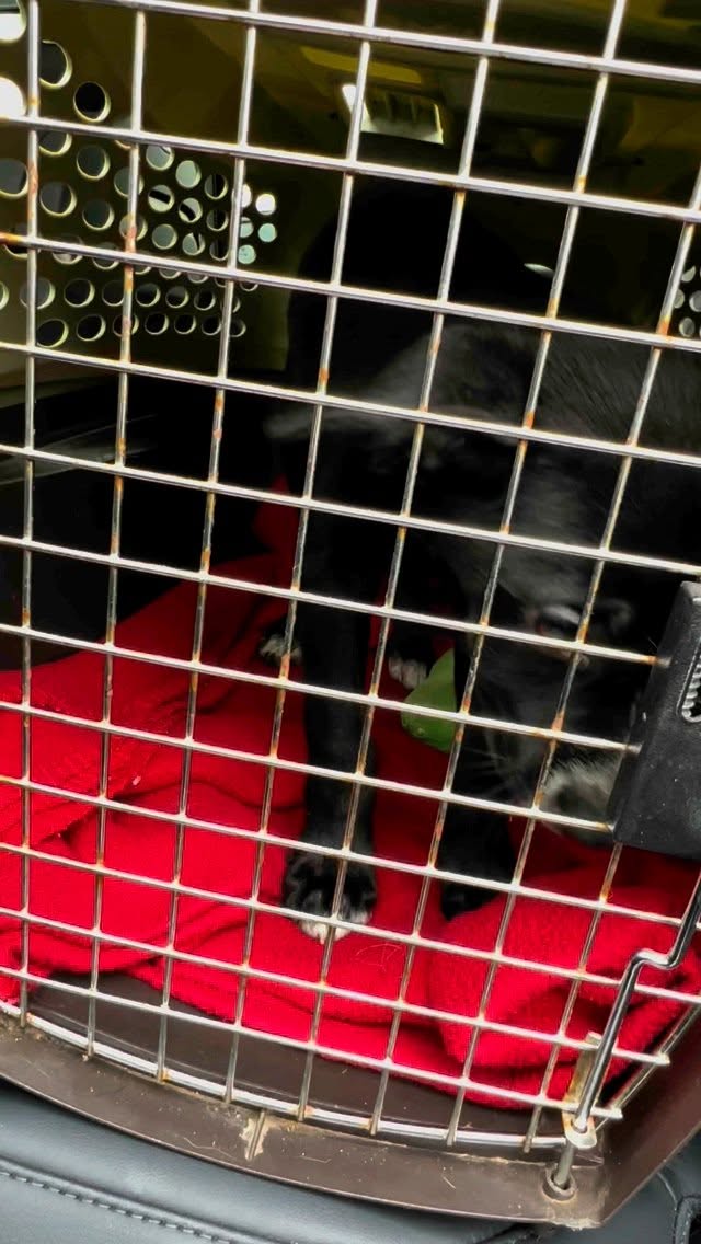 Well unfortunately it’s another 💙Medical Monday💙😢
And this one is every rescues nightmare…. Little puppy Hazel stopped eating and had diarrhea and vomiting. We took her in to the ER last night and she immediately tested positive for Parvo. 😭 She has been given the Monoclonal Antibody injection and stayed the night for fluids and electrolytes.
This morning one of the other pups did not eat breakfast. 😭 It’s likely they all have Parvo. The severity of symptoms will determine whether they need emergency treatment or not. This is all very expensive x6.
We hate asking for $ but this could be financially devastating to the rescue if all 6 end up needing treatment at $3,000 each.
Please help if you can. ♥️💜❤️ Thank you
VENMO @Rescue-Unleashed confirmation digits: 9566
Www.RescueUnleashed.org
#rescuenightmare #parvosucks #saveapuppy #donate #supportrescue #puppy