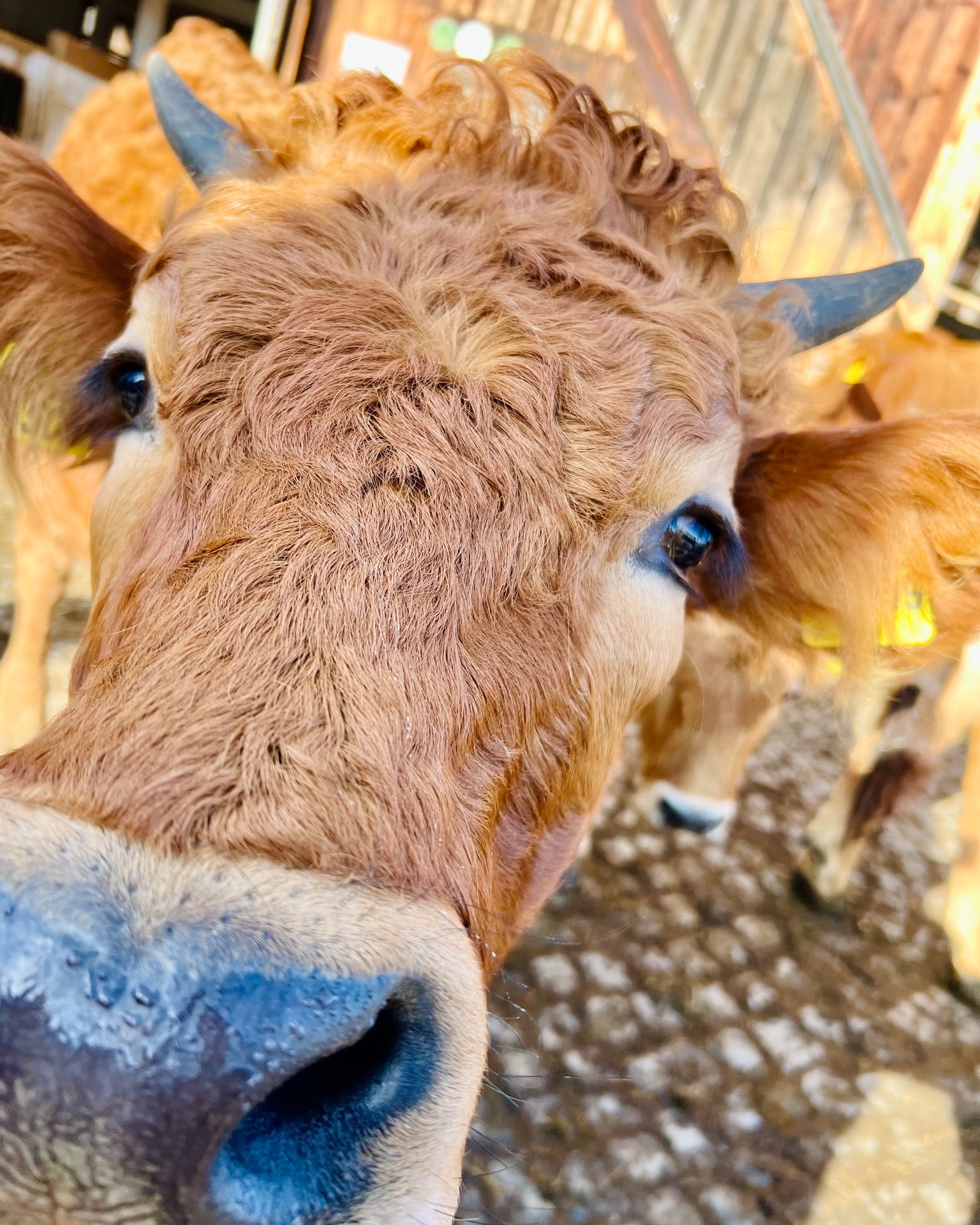 Throwback zu unserem Kickoff im Februar – Mit so viel Kuh-lness kann das Wochenende nur gut werden. Habt’s schön! 🐄😄