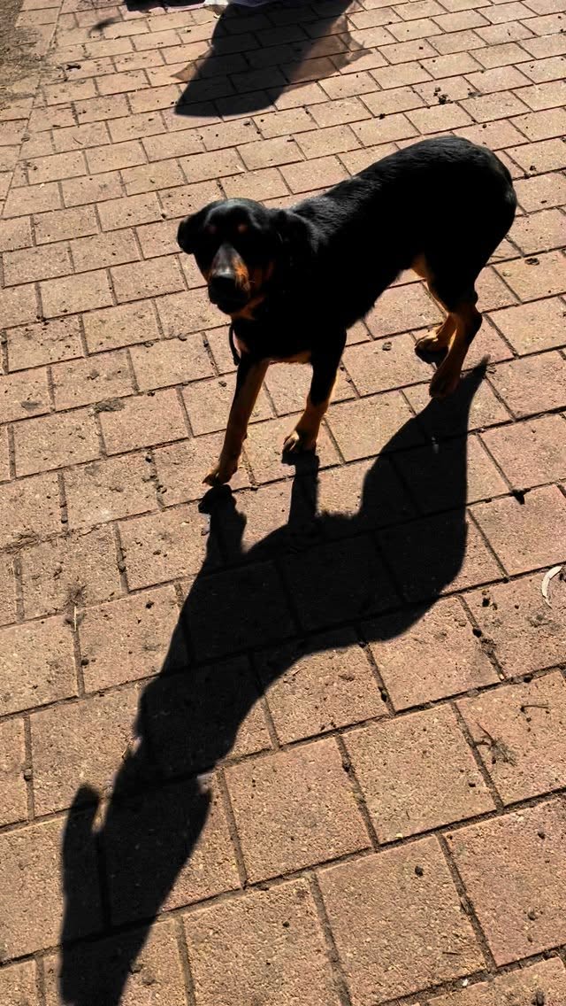 Nothing quite like a kelpie. These guys are loyal workers that need space to really stretch out, and when they do they almost fly across the paddock. Thor loves a pat and he’s a regular popping by the cabins to see who is about. #lappifarm #farmstay #snowymountainsnsw #petfriendly #jindabyne #cabinlife #destinationjindabyne #workingdog #farmlife #kelpie