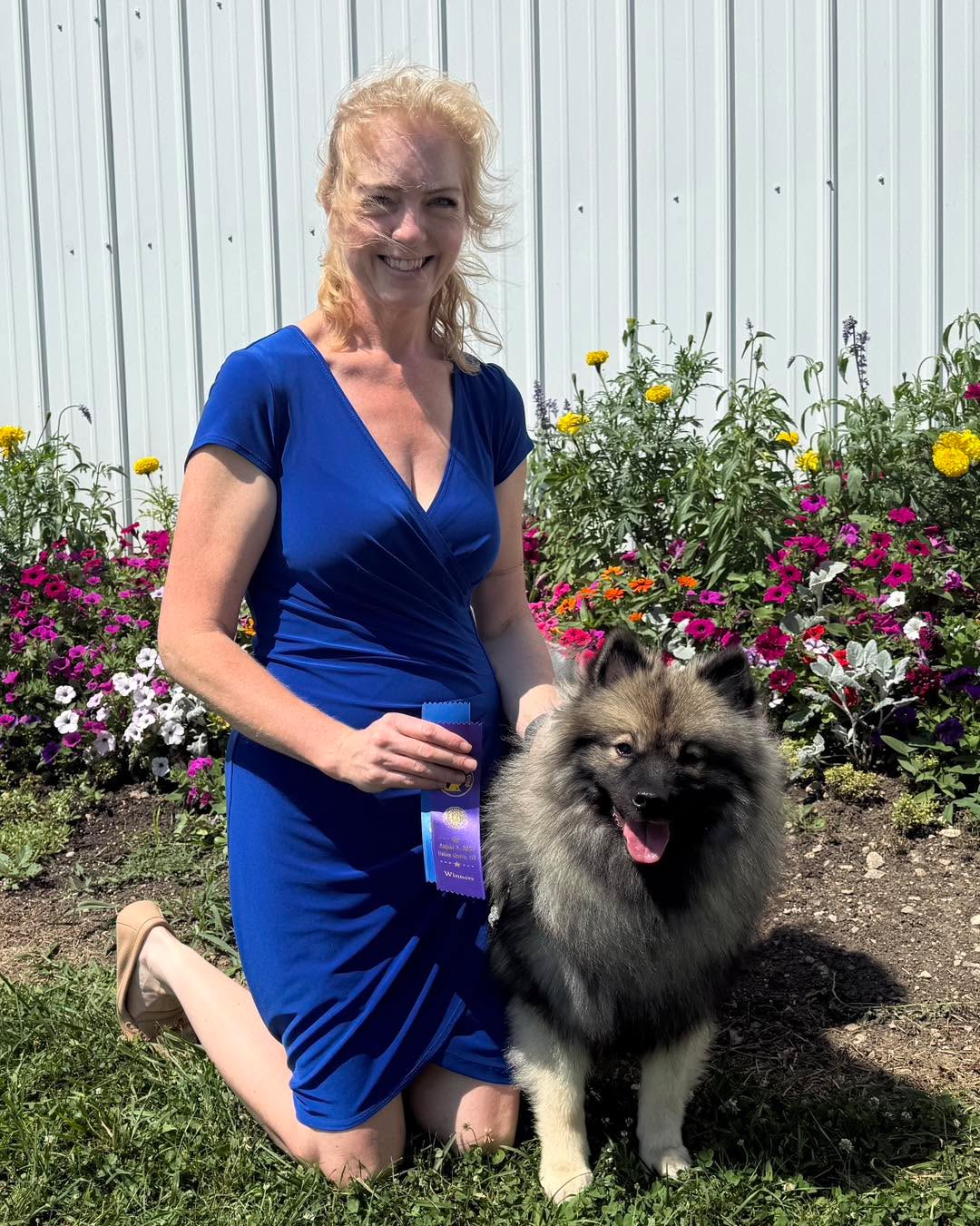 Pending AKC, Salty is now Ch Peregrine’s Salty Little Beach!
She picked up her last point today in Racine, thanks to Judge Mary Ellen Meyer!
Salty finishes her championship with 3 majors at 14m old.
She is out of my Clint x Fable litter, thanks to Joanne Reed for allowing me to use her lovely boy!