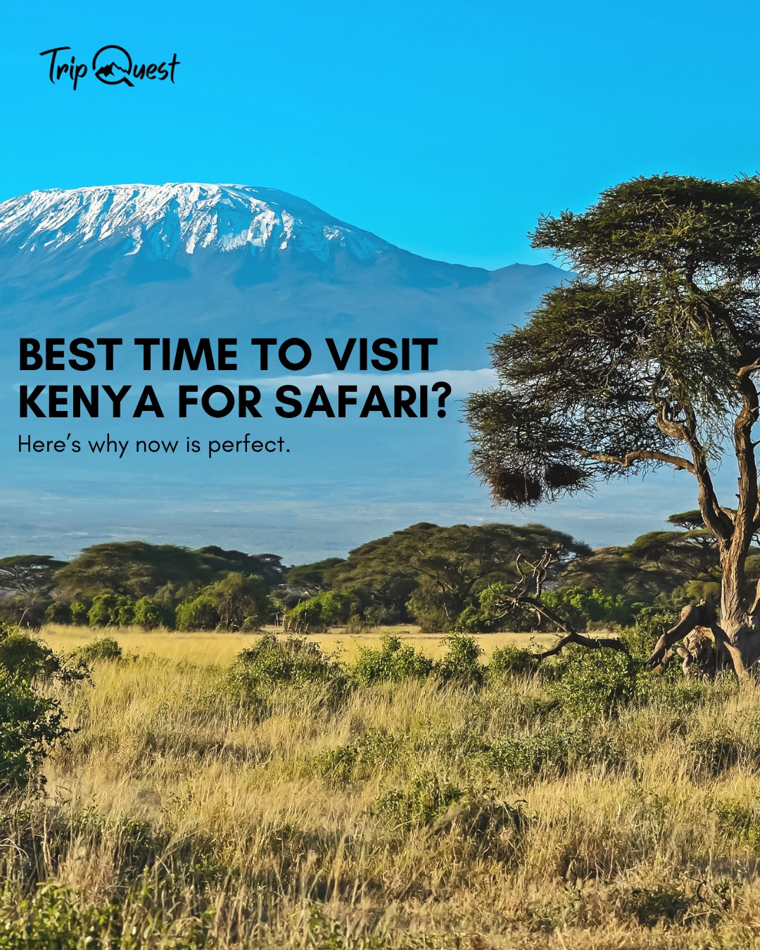 Let us help you plan a safari tailored to your dreams.
📩 DM us to start your journey.
#TripQuestSafaris #KenyaSafari #MasaiMara #ExploreArusha #TripQuest #wildAfrica #safariadventure #africatravel #africatour #KenyaSafari #NgorongoroSafari #WildlifeAdventures #TanzaniaTravel
