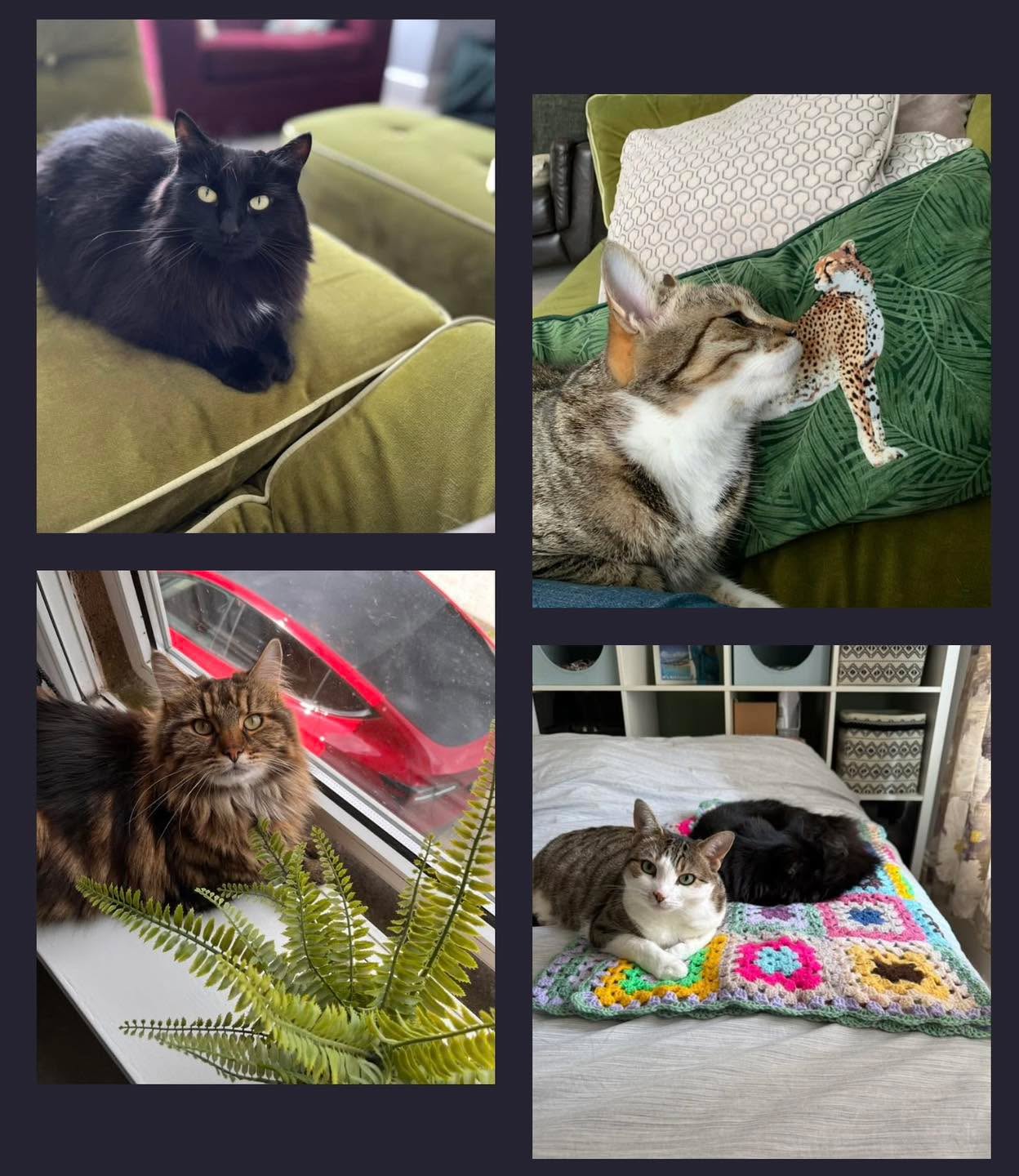 🐈 Happy World Cat Day 🐈⬛
Here’s my gorgeous lot, wouldn’t be without them even at 6am when they poke me in the face!
I’d love to see yours….pop them in the comments