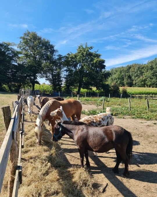 En raison des fortes chaleurs du mois d août, nous allons devoir modifier :
Les balades poneys seront de 10h à 12h et un depart à 17h
La visite de 17h sera annulée (des grains vous seront donnés à l'accueil)
Les animaux ont chaud, ils sont au centre de nos priorités.
Merci de votre compréhension.
