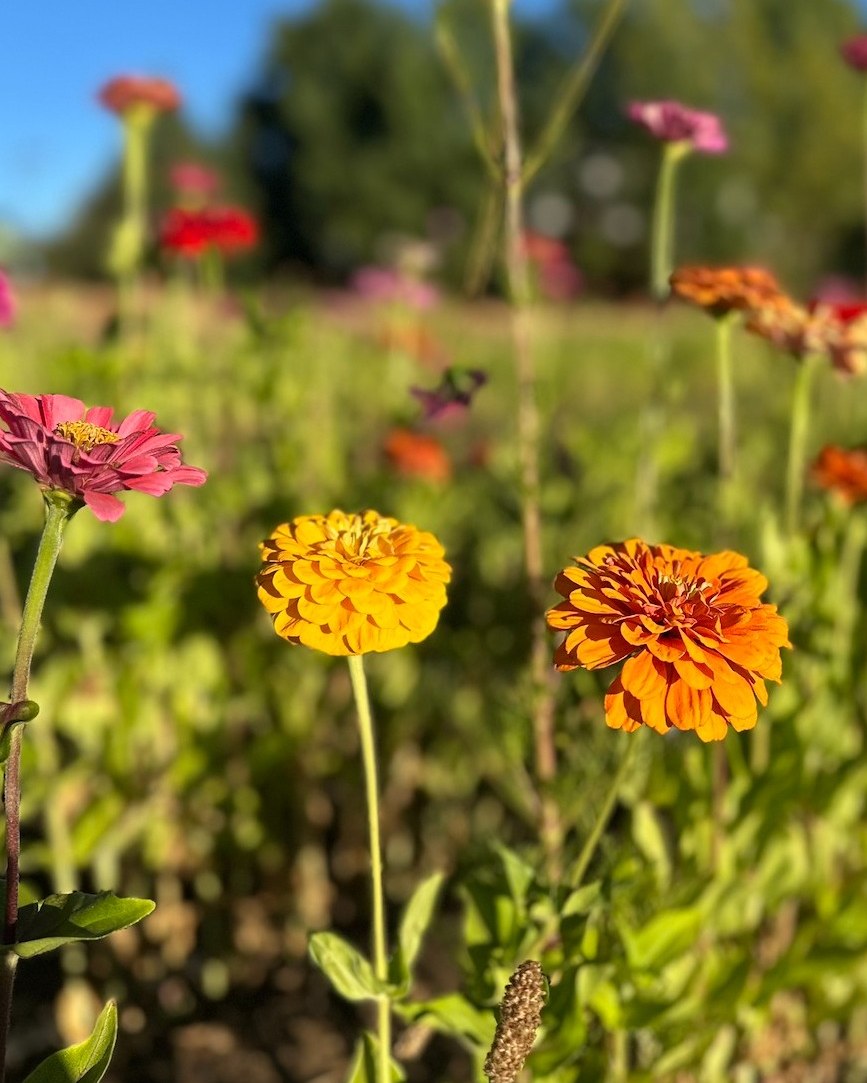 🌈 Weekend Forecast 💐
We see a beautiful 💐 zinnia bouquet 💐 on your counter in the forecast.
- - - -
Hours:
Saturday
3pm to 6pm
- - - -
🧑🌾 General Admission($5) 🧑🌾
Includes access to our petting zoo and all of our fun yard games.
- - - -
🍓U-Pick 💐:
💐 Bunching Flowers 💐 are $15 a cup, all you can fill. We have a good amount of flowers right now!
🍓Strawberries and raspberries 🍓
*We have a LIMITED supply of berries and a HIGH demand for them.*
While supplies last, we will sell ONE berry container to each household. Come right when we open to increase your chances of getting a berry u-pick container.
U-pick berries are only sold on-site and are subject to daily availability.
See you soon!