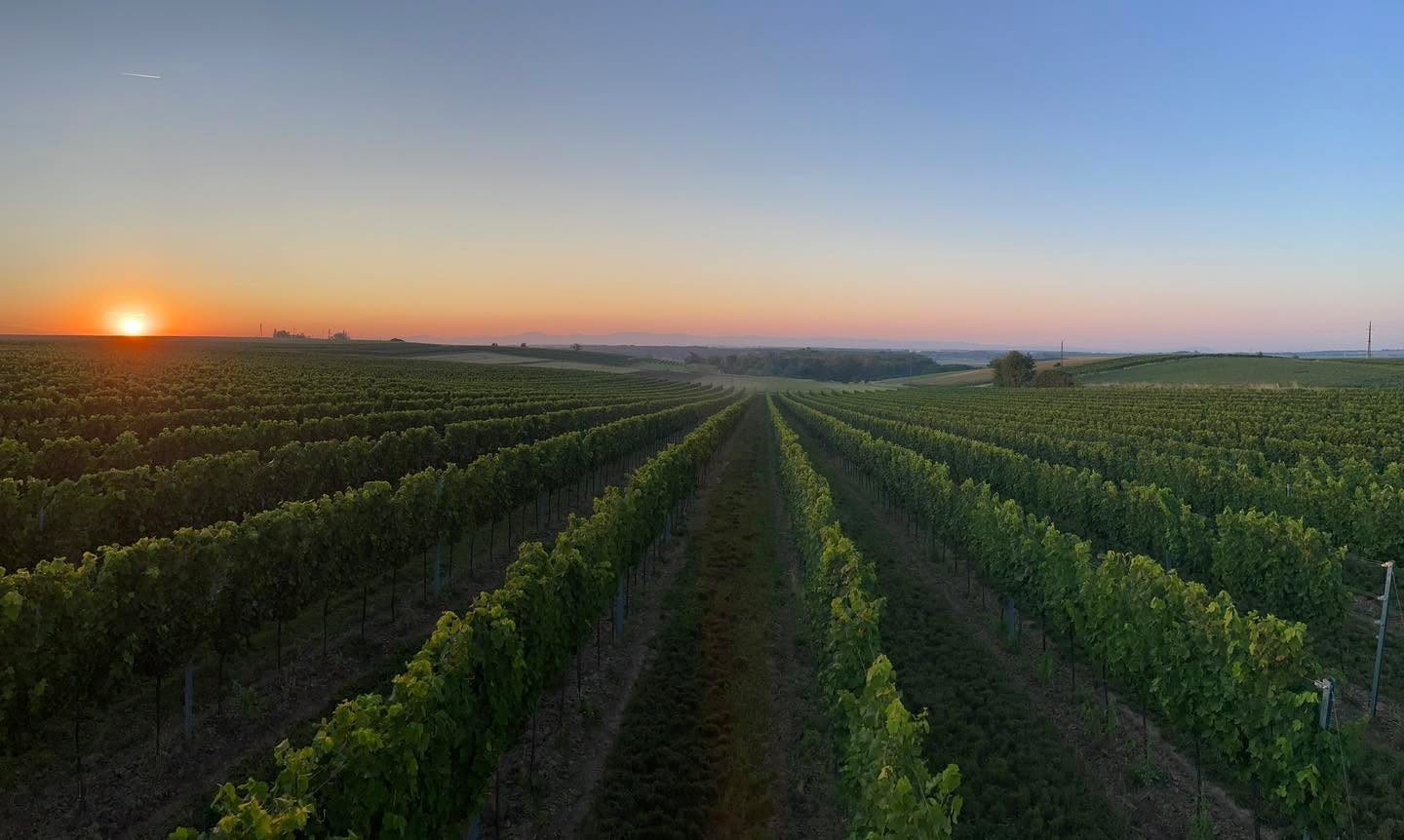 Morgenstimmung im Weingarten ☀️😊