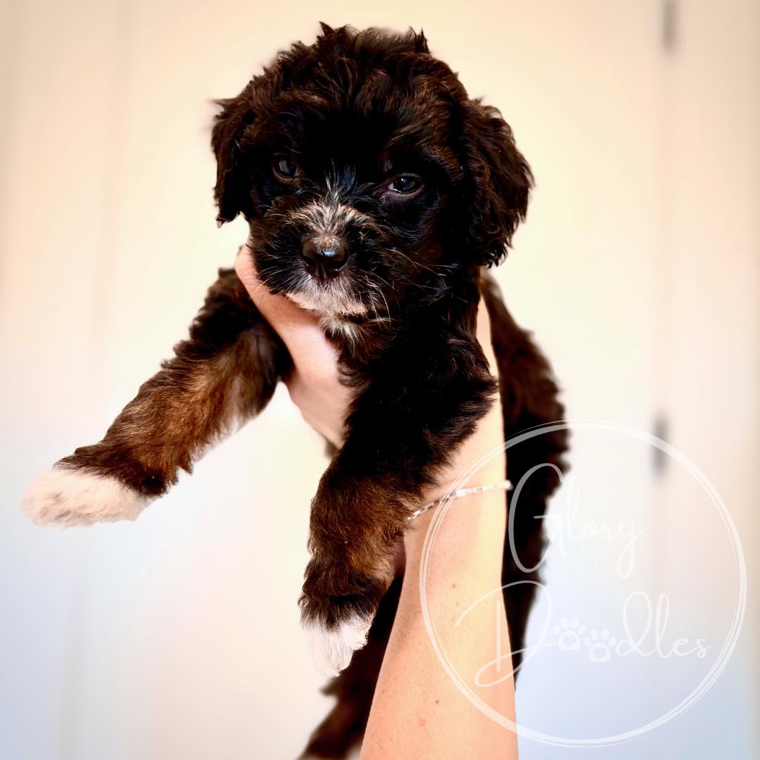 Grace + Bernie’s Japan litter of Mini Multi Generational Bernedoodles are 5 weeks old and have changed so much in just one week! Their personalities are also showing more — this is when it really gets fun!
7 spots remain on the wait list!
#Bernedoodle #BernedoodlePuppy #BernedoodleBreeder #BernedoodlesOfInstagram #MiniBernedoodle #StandardBernedoodle #BernedoodleLovers #BernedoodlePuppiesForSale #TexasBernedoodles #DFWPuppies #BernedoodleUSA #PuppiesNearMe #PuppyGram #InstaPuppy #DoodlePuppy #DoodleOfTheDay #Dogstagram #PuppyOfInstagram