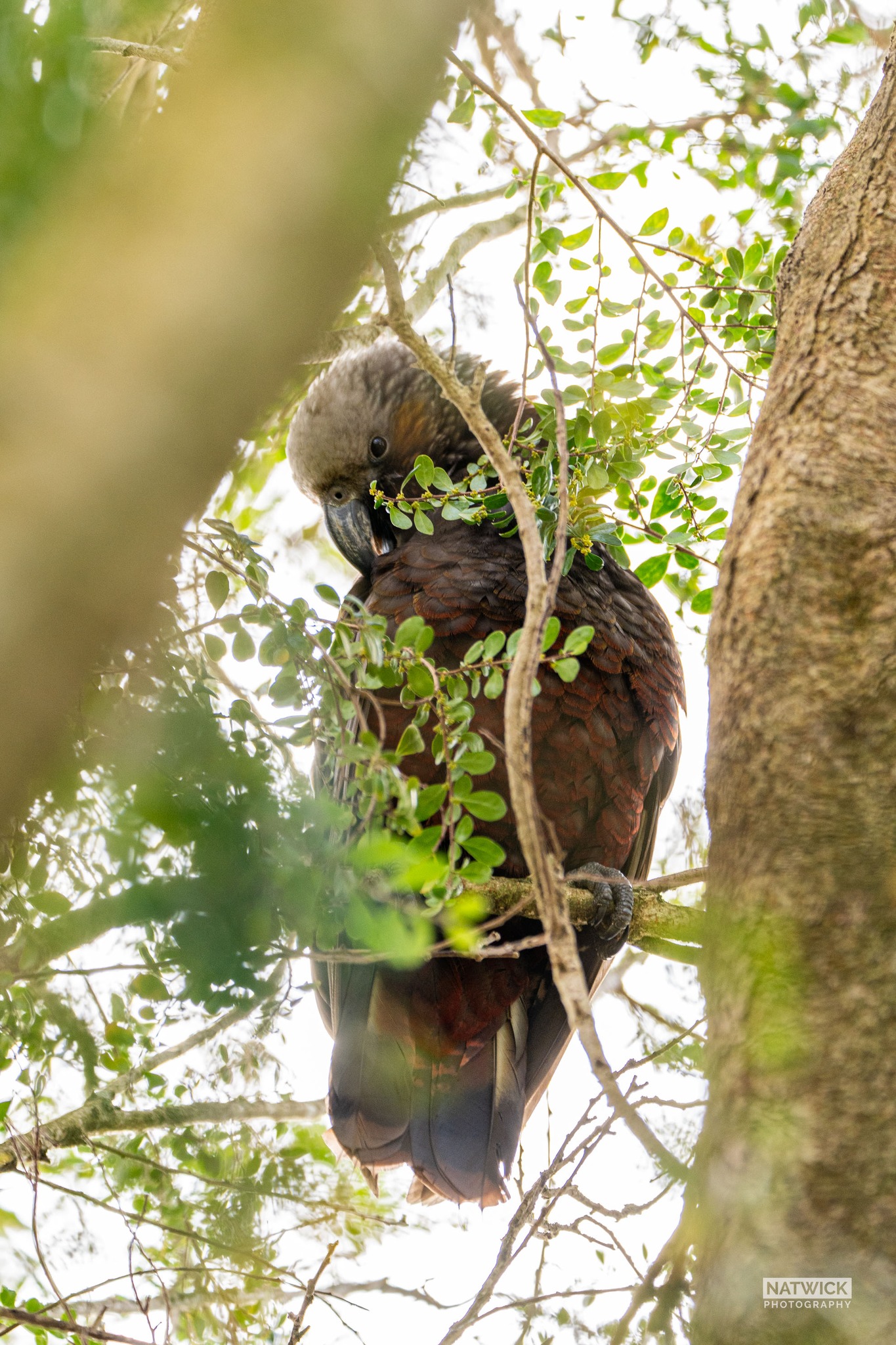 Been living in New Zealand for ten years now and have not yet seen a Kea. Today, however, I had the pleasure of photographing this beautiful Kākā, right here in Tapanui West Otago.
Many thanks to Jason Stuart and Tracy McHutchon for the call and invite when they laid eyes on this guy in their backyard.
I'm told they rarely travel this far north but are being driven further afield in search of food, because of DOC eradicating pests on Stewart Island.
If you love birds, keep an eye out for these beautiful creatures.
Bit shy hiding well amongst the leaves of this tree but I at least managed to catch his eye. Made my day.
📸 Natwick
#kaka Tapanui West Otago