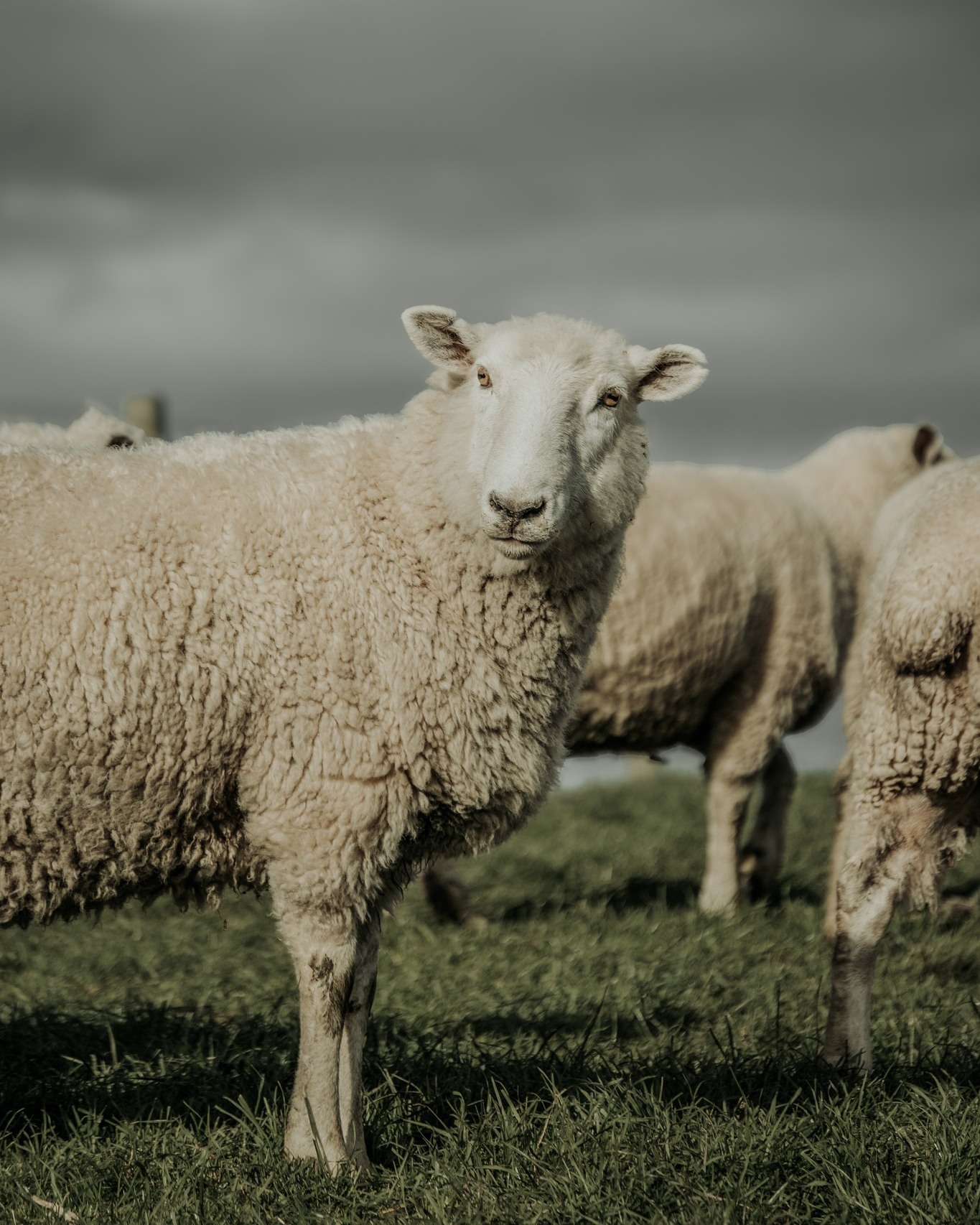 A few Ewe pics from the last Month or so:
They scanned well - up on last year - showing a good response to feeding maize grain to tail-end ewes over a dry autumn