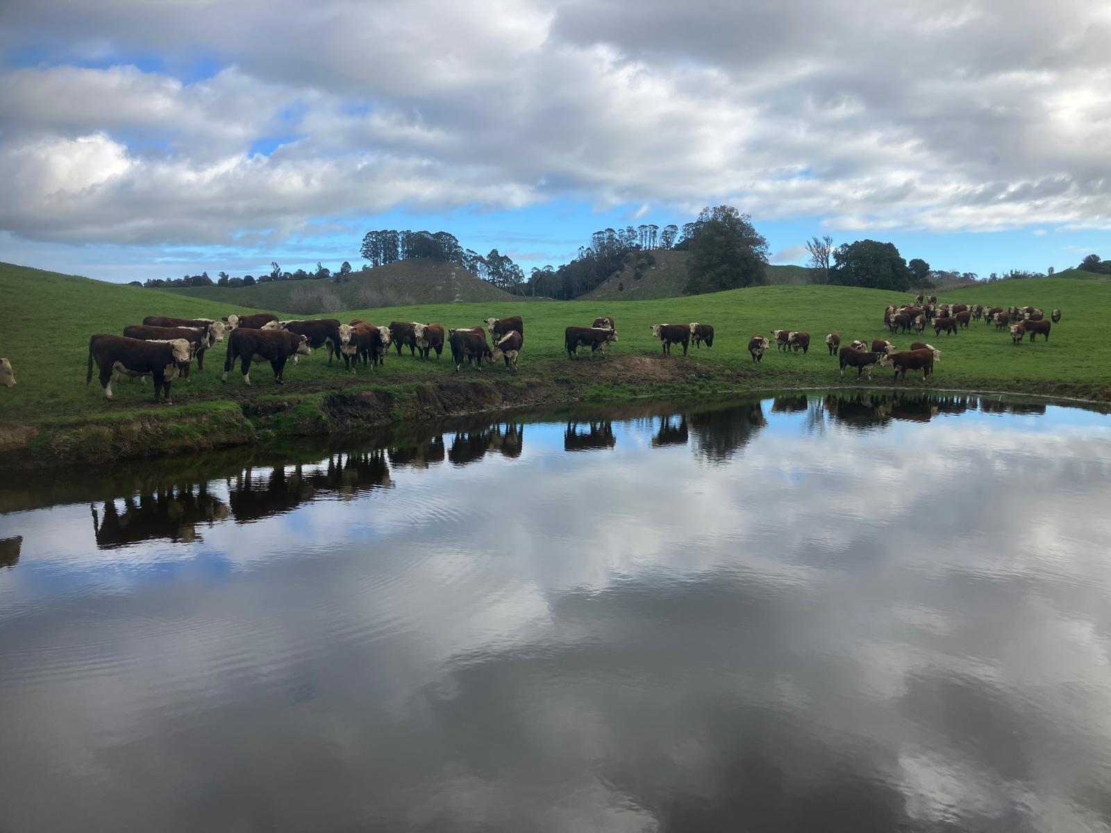 The bulls are getting ready for Sale day - Thursday, 18th of September
Put it in your Calendar!