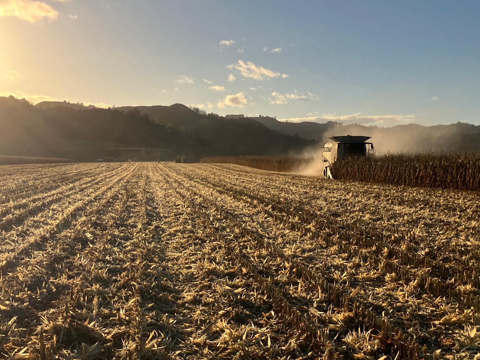 Maize Grain: 1,300 Tonnes grown annually and stored locally in Manawatu and Whanganui
Get in touch if you are interested in sourcing maize without the trader's margin – we have strong bull client relationships and are looking to develop similar relationships in the grain space
(Photos taken in May)