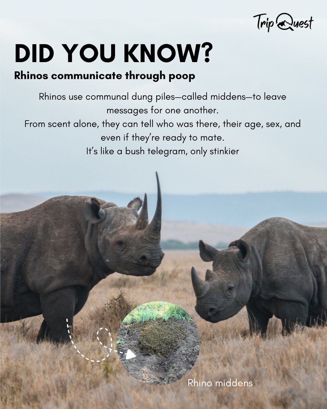 OMG!!
Did you know? Rhinos communicate through their poop? 💩
#RhinoFacts #WildlifeWisdom #SafariSecrets #TripQuestSafaris #A#animalfunfactfriday