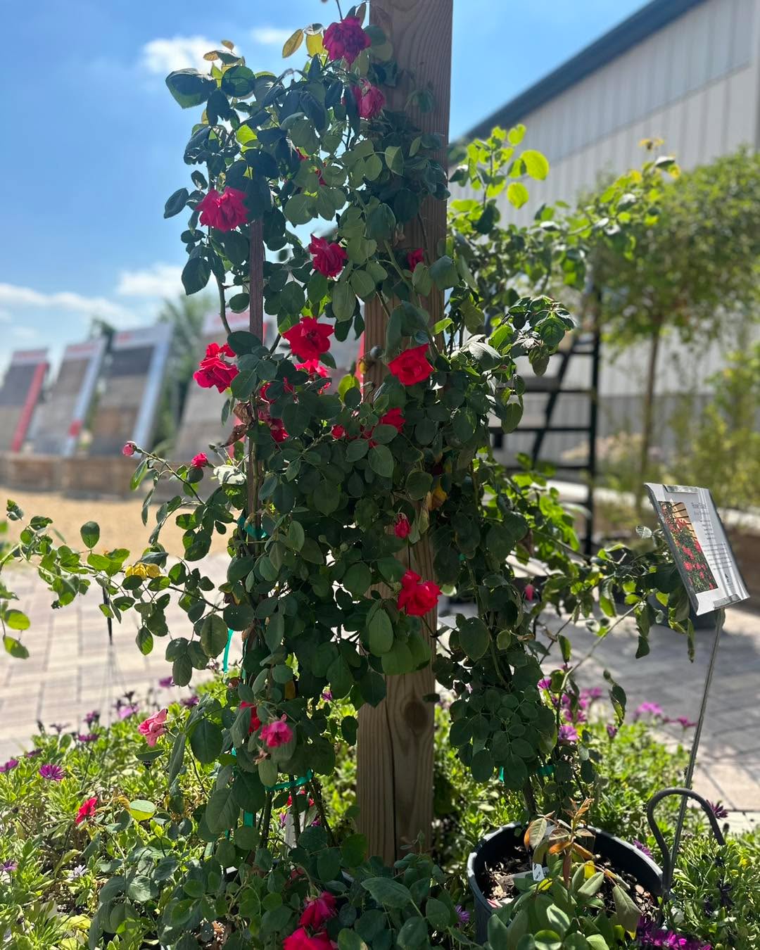 This Rose is showing off right now.
It’s perfect weather to come grab some plants.
Rose ‘Blaze’ is a dependable climbing rose with bright red blooms from spring through fall. It’s hardy, easy to grow, and perfect for fences, trellises, or porch posts. A simple way to add lasting color to your yard.
We’re open 9-5
#CottagecoreVibes #roses #greenhouselife #greenhousegardening #greenhouse #hangingbasketsofinstagram #gardencenterlife #gardencenter #stcharlesillinois #genevaillinois #bataviaillinois #sugargroveil #oswegoil #stcharlesil #auroraillinois #genevail #oswegoillinois #bataviail #sugargroveillinois #aurorail
