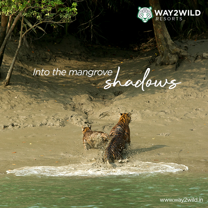 Where the wild calls home ๐
๐ฟ โ A rare glimpse of Sundarban's majestic Bengal tigers returning to their mangrove kingdom.
โ
Explore Sundarban tour packages
โ
Book your stay via Live Whats App!
โ
Discover the untamed beauty of the Sundarbans
๐ Reconnect with nature. Witness wildlife. Experience the wild, your way.
๐ Book your tour now at: www.way2wild.in
๐ For inquiries: +91-89100 90151/97335 38169
#SundarbanRetreat #NatureEscape #ReconnectWithNature #WeekendGetaway #SundarbanDiaries #Way2WildResorts #sundarban #sundarbantigerreserve #sundarbannationalpark #savethetiger #wildlife_shots #bigcat #boatsafari #incredibleindiaofficial