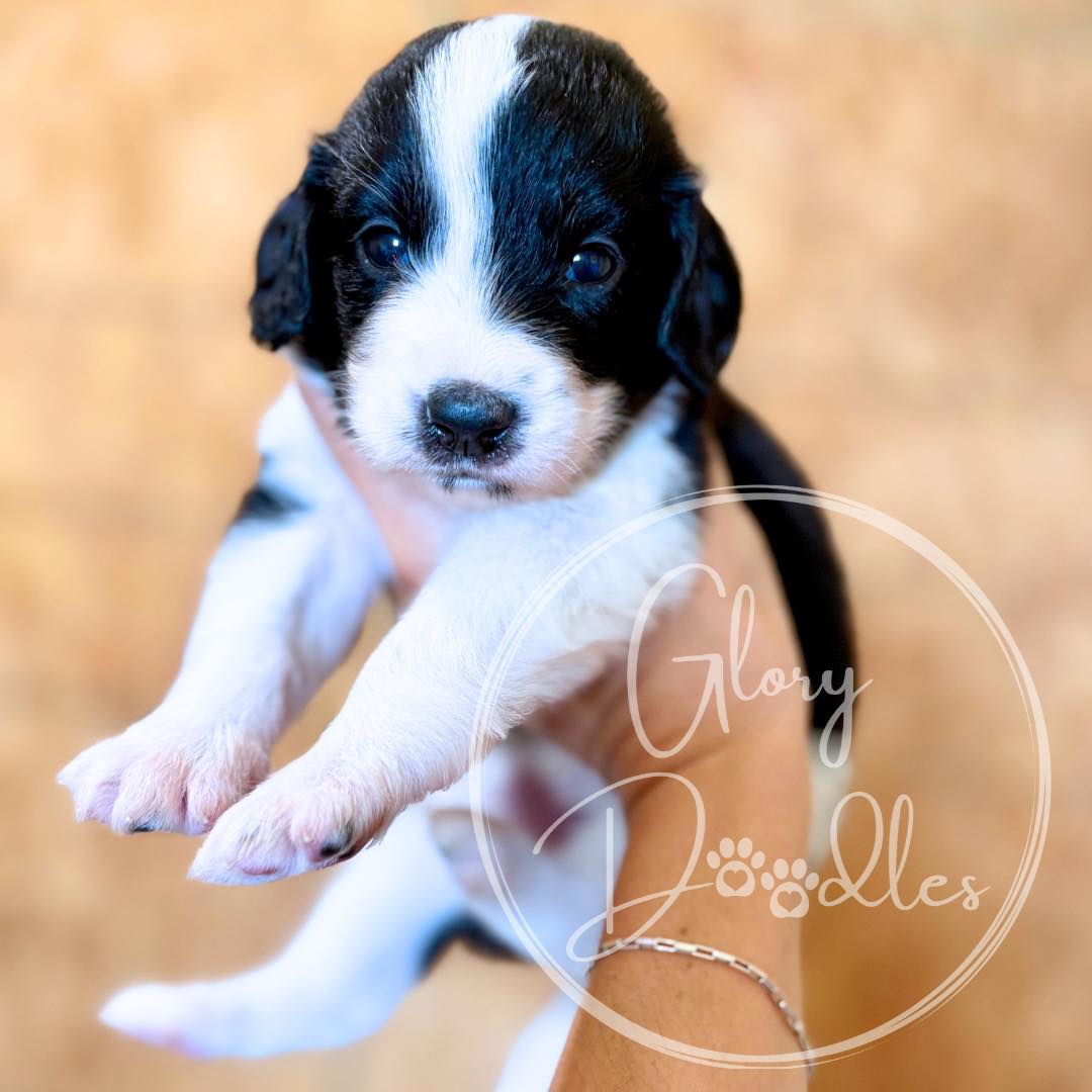 Sola + Bernie’s Coffee Shop Moyen F2b Bernedoodle puppies are almost 4 weeks old 🐾
They have all changed so much and are learning how to use their barks (some more than others, lol!)
First pick for this litter is still available!!
#Bernedoodle #BernedoodlePuppy #BernedoodleBreeder #multigenbernedoodle #BernedoodlesOfInstagram #MiniBernedoodle #MoyenBernedoodle #BernedoodleLovers #BernedoodlePuppiesForSale #TexasBernedoodles #DFWPuppies #BernedoodleUSA #PuppiesNearMe
#PuppyGram #InstaPuppy #DoodlePuppy #DoodleOfTheDay #Dogstagram #PuppyOfInstagram