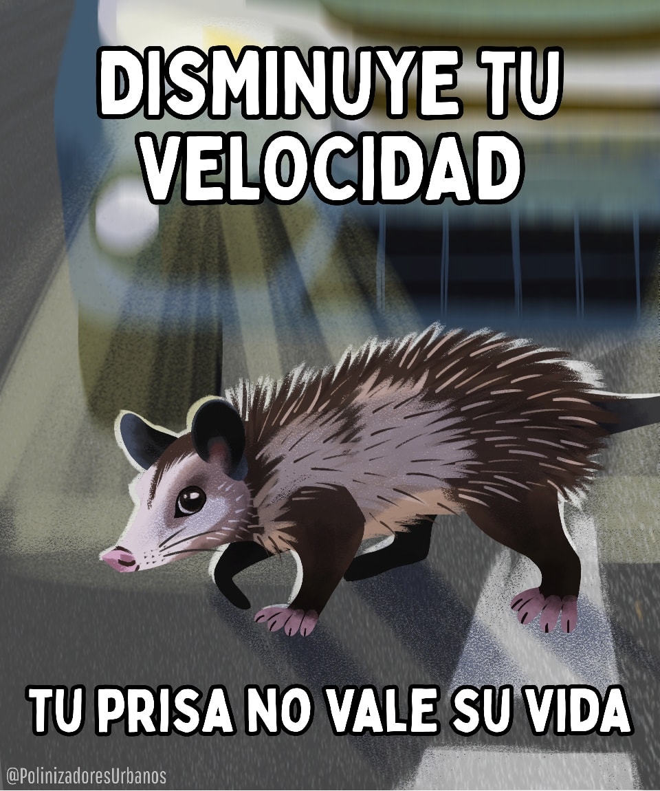 De las cosas mas tristes que veo en mi día a día es la cantidad de fauna sin vida en las carreteras.
Tristemente los tlacuaches son las víctimas mas frecuentes de esto, recordemos que en sus ecosistemas fragmentados por el ser humano y con la ausencia de cruces de fauna en las carreteras a los animales no les queda de otra mas que tratar esquivar los carros...
Aveces las tragedias son inevitables pero al disminuir nuestra velocidad y respetando los límites de las carreteras podemos tener un mayor tiempo de respuesta para evitar atropellar fauna silvestre.
Tardar unos pocos minutos extra para llegar a tu destino puede ser la diferencia entre la vida y la muerte para ellos.
🐝🦋🦇
Esta imagen es una ilustración original hecha a mano por Evelyn Pinot, no se utilizó ninguna inteligencia artificial para su creación
#educacionambiental #tlacuaches #Biodiversidad
#MedioAmbiente