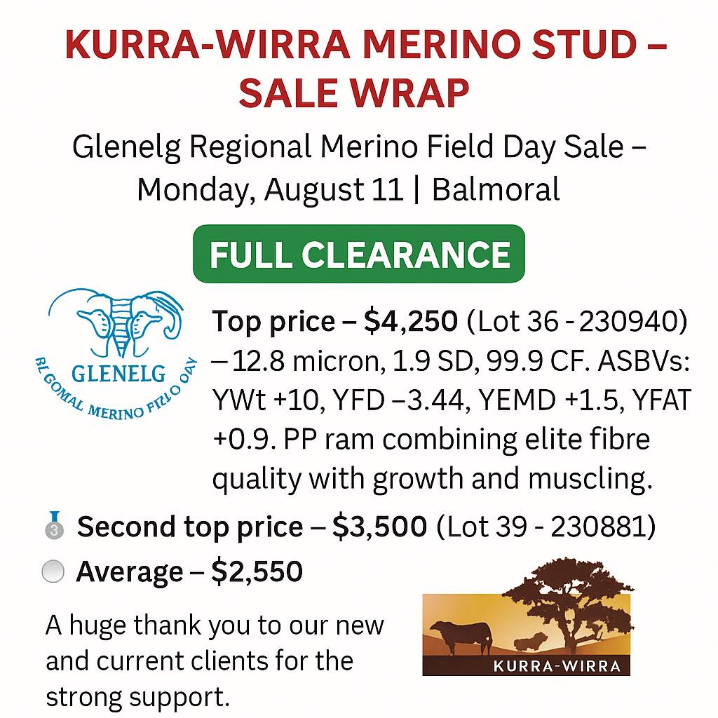 ๐ฅ Kurra-Wirra Merino Stud โ Sale Wrap ๐ฅ
Glenelg Regional Merino Field Day Sale โ Monday, August 11 | Balmoral
โ
Full clearance of our 5 proven stud rams
๐ฅ Top price โ $4,250 (Lot 36 โ 230940) โ 12.8 micron, 1.9 SD, 99.9 CF. ASBVs: YWt +10, YFD -3.44, YEMD +1.5, YFAT +0.9. PP ram combining elite fibre quality with growth and muscling.
๐ฅ Second top price โ $3,500 (Lot 39 โ 230881)
๐ Average โ $2,550
A huge thank you to our new and current clients for the strong support.