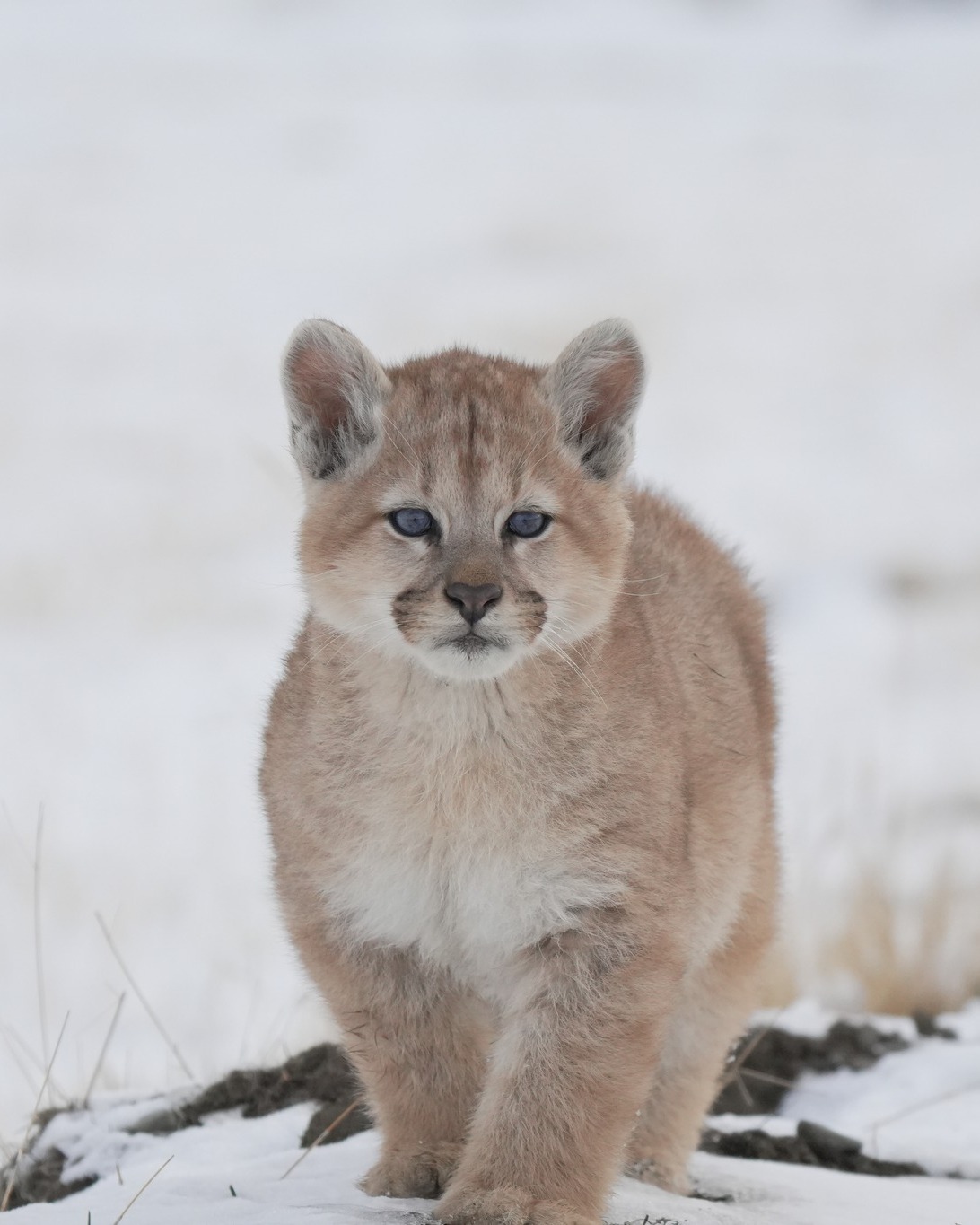 CACHORROS DE PUMA EN CERRO GUIDO 🐾
¿Sabías que los cachorros de puma, en sus primeras semanas de vida, tienen los ojos azules? 💙 A medida que crecen, este color cambia a tonos cafés o ámbar, y las manchas de su pelaje van desapareciendo poco a poco.
En esta imagen, La Raya, una puma muy especial para nosotros, aparece junto a uno de sus diminutos cachorros. 🐆
Cada nuevo nacimiento en nuestra área de conservación es una señal de que el ecosistema está sano y de que nuestro trabajo por la coexistencia está dando frutos.
💚 Nos llena de energía y motivación para seguir protegiendo esta tierra y a todos sus habitantes.
✨ Porque proteger a un puma significa proteger a todo un ecosistema.
-
PUMA CUBS IN CERRO GUIDO 🐾
Did you know that puma cubs, in their first weeks of life, have blue eyes? 💙
As they grow, this color changes to shades of brown or amber, and the spots on their fur gradually fade away.
In this image, La Raya, a very special puma for us, is pictured with one of her tiny cubs. 🐆
Each new birth in our conservation area is a sign that the ecosystem is healthy and that our work for coexistence is paying off.
💚 It fills us with energy and motivation to keep protecting this land and all its inhabitants.
✨ Because protecting a puma means protecting an entire ecosystem.
📸: @agurosello @rulos.nomades
📍:@estancia.cerroguido
#ConservaciónPatagónica #FundaciónCerroGuido #ProtegiendoLaBiodiversidad #VidaSilvestrePatagonia