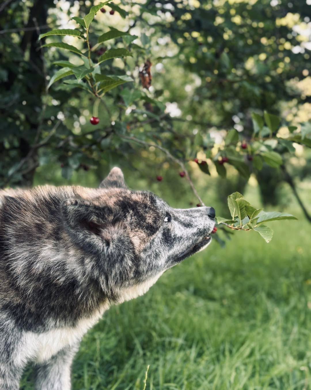 Z drzewa 😄 , bo z ziemi to już inny smak 🥰 #futro #pieskiezycie #upały #psy