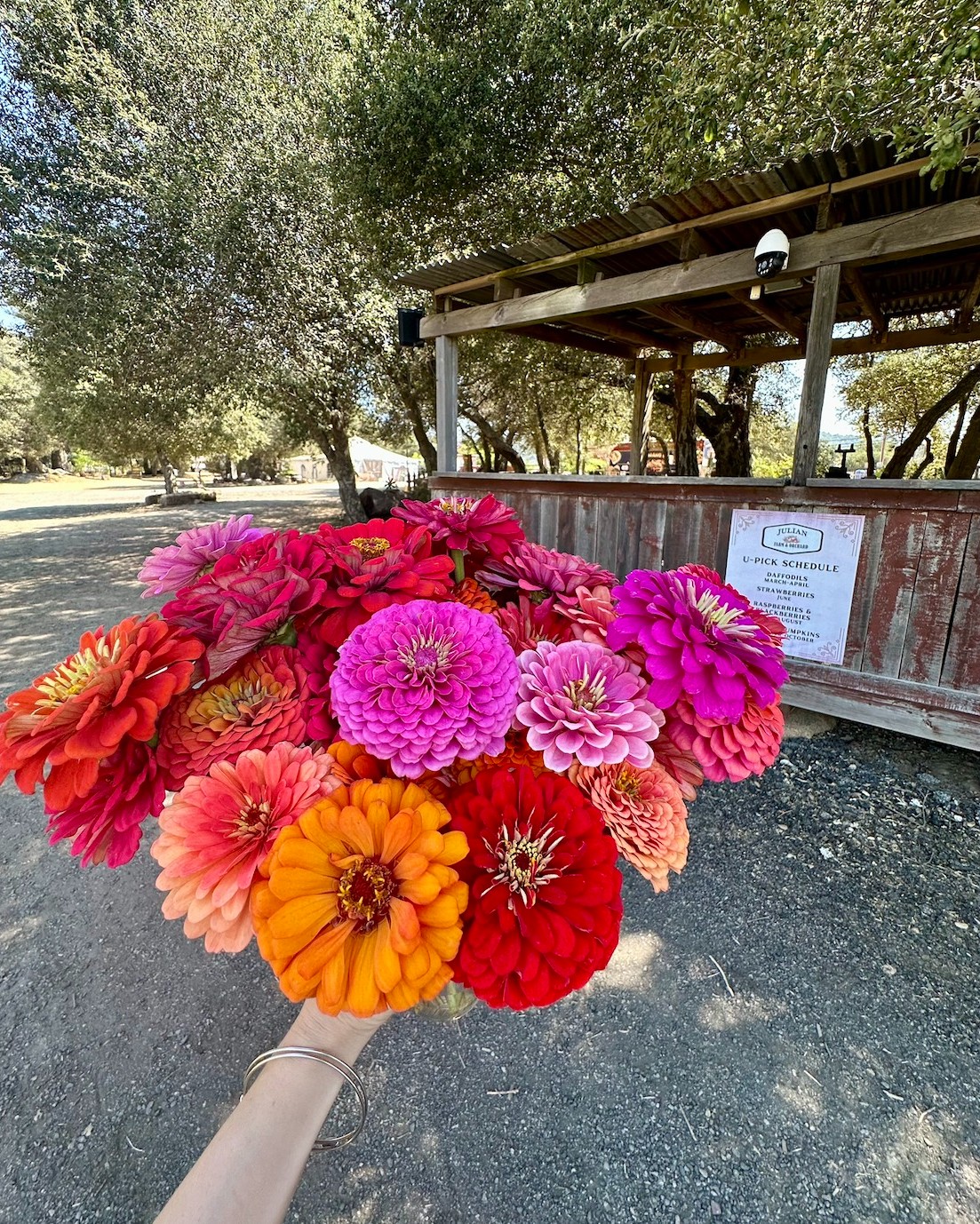The weekend is upon us! Come pick your own beautiful bouquet.
- - - -
Hours:
Saturday
3pm to 6pm
- - - -
🧑🌾 General Admission($5) 🧑🌾
Includes access to our petting zoo and all of our fun yard games.
- - - -
🍓U-Pick 💐:
💐 Bunching Flowers 💐 are $15 a cup, all you can fill. We have a good amount of flowers right now!
🍓Strawberries and raspberries 🍓
*We have a LIMITED supply of berries and a HIGH demand for them.*
While supplies last, we will sell ONE berry container to each household. Come right when we open to increase your chances of getting a berry u-pick container.
U-pick berries are only sold on-site and are subject to daily availability.
----
We are looking forward to seeing everyone this weekend!