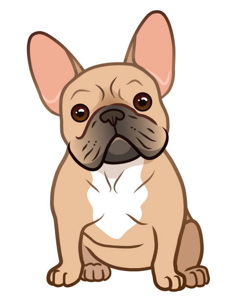 📢 New series alert!! 📢
SFAfA is starting a new series that will be featuring different breeds and helpful medical information. Check out our first breed spotlight: the French Bulldog!
The French Bulldog is the most popular dog in the U.S. and little wonder! This diminutive dog is bright, affectionate and playful. With its distinctive large ears and big, square head, this charmer is easy to spot, packed in a compact, muscular body.
French Bulldogs easily adapt to a variety of households, getting along people and other dogs. They don’t bark much or require much exercise. But they do have many medical issues. In fact, most vets recommend they come with a side of pet insurance. They can frequently have back issues, hemivertebrae and GI issues. They may be as cute as the dickens but they also can have severe upper respiratory malformations that must be corrected by surgery.
We also encourage you to visit your local shelters or rescues to adopt!
Source info: AKC