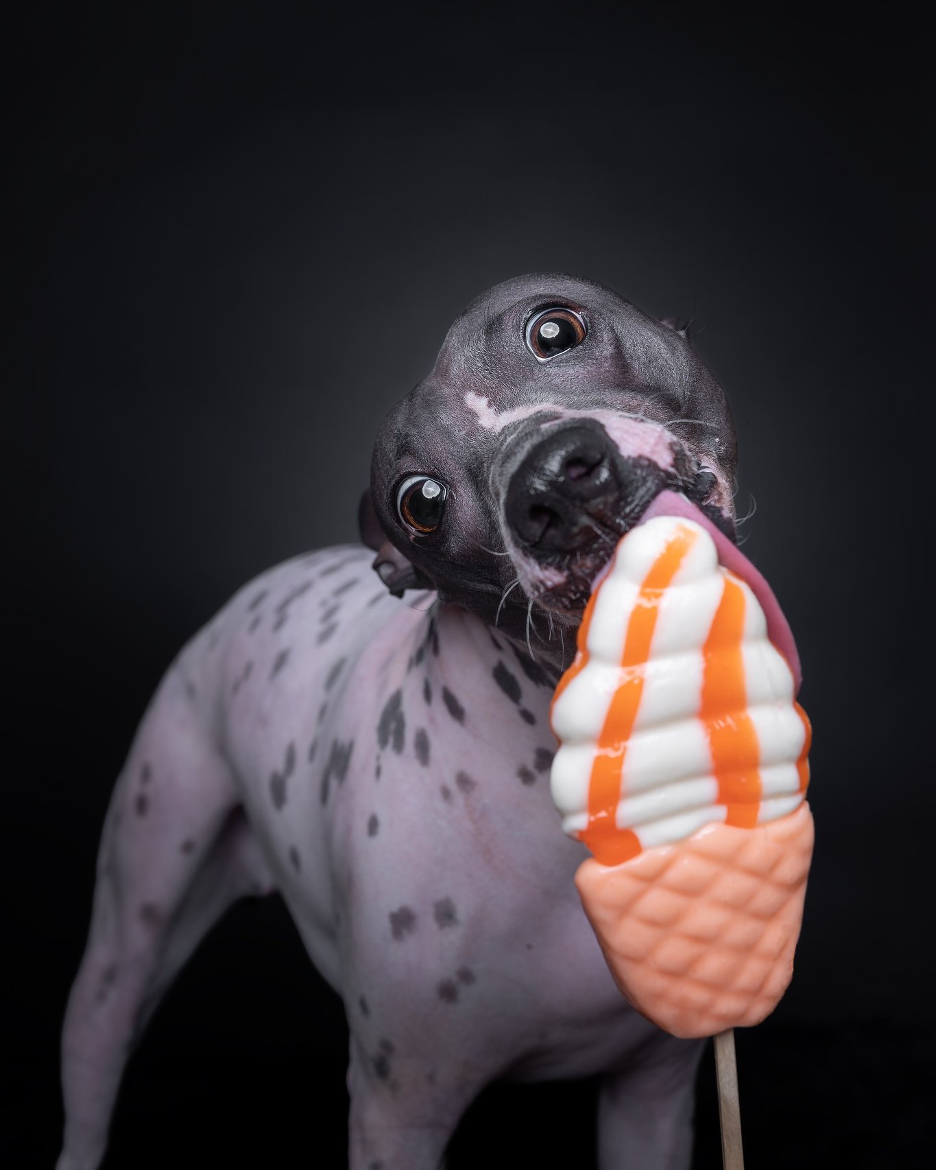 Nová psí profese: Degustátor zmrzliny.🐶🍦
Aneb nejlepší zmrzlina je ta, co nekape na packy!🍦
#pesvatelieru #psifotka #nskorepovafoto #psifotografka #fotimepsy #fotografkapsu #psifotograf #psifotoatelier #studiofoto #focenipsu