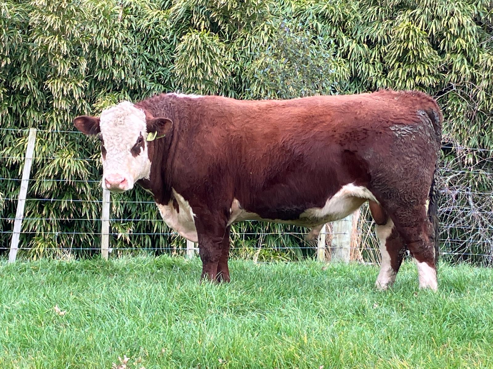 Riverton Celtic - 22 159 at Tararua Breeding Centre.
He is -6.9 days gestation length, with high calving ease, and is in the top 15% on dairy heifer index.
Semen is available at $10 / straw - minimum 100 straws
Progeny of his will be in this year's sale on Thursday, the 18th of September