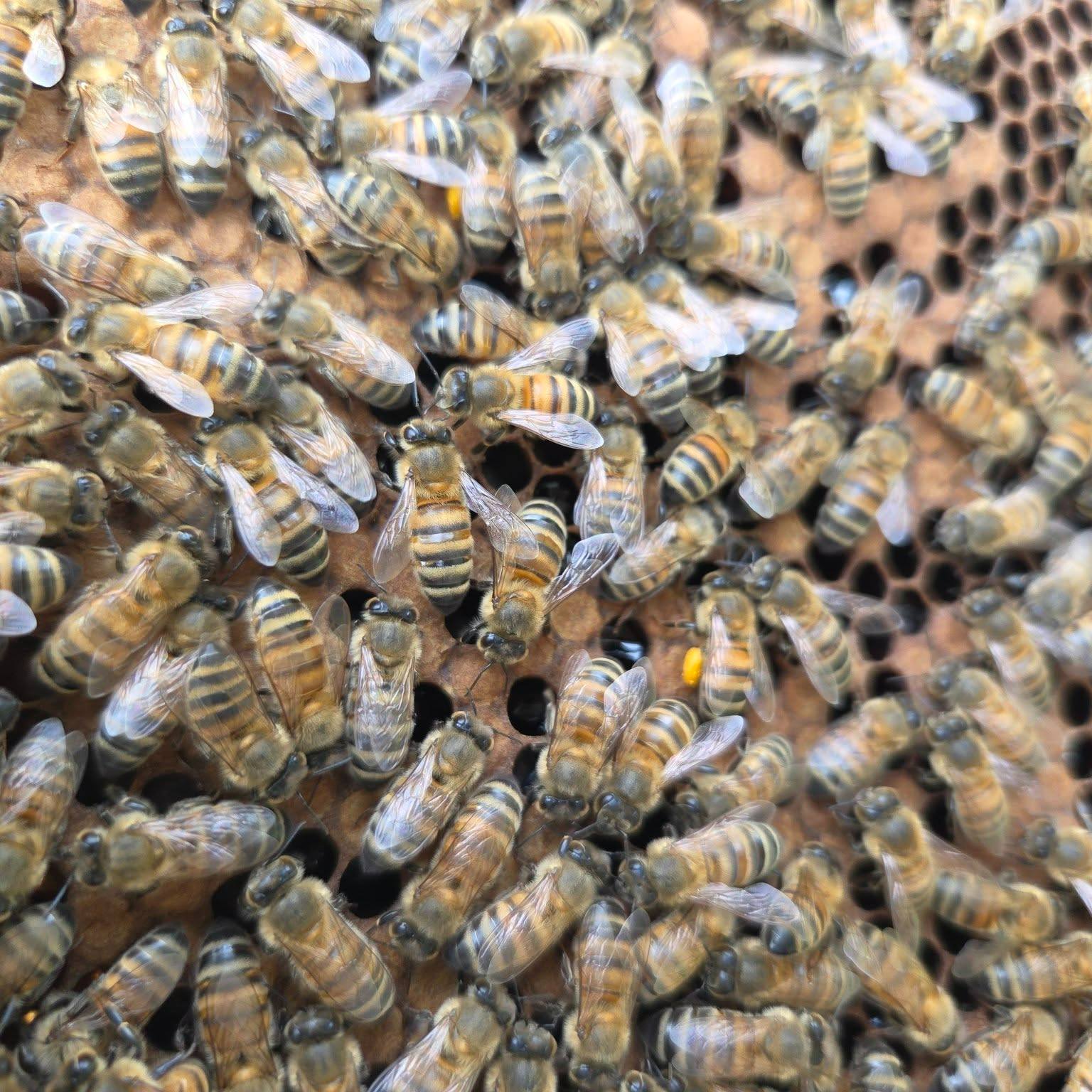 Ever wondered what a beekeeper looks for during a hive inspection? 🕵️♀️🐝
It's not just about finding honey! When we open up a Yorkshire Apiaries hive, we're looking for signs of a happy, healthy, and thriving colony. Here's our checklist:
The Queen's Presence (this one here is Queen Rebecca!): Is she laying eggs consistently? Her steady work is key to a strong colony. We look for fresh eggs – tiny, white, and often standing upright in the cells!
Healthy Brood Pattern: We check for a good mix of eggs, larvae, and pupae in all stages. A solid, uniform pattern means the queen is laying well and the colony is growing.
Honey and Pollen Stores: Are there enough food reserves for the bees? Honey is their fuel, and pollen provides essential protein for the young. We make sure they're well-stocked, especially for the cooler months ahead.
Bee Behaviour & Numbers: Are the bees calm and numerous? We watch for general activity levels and ensure there aren't too many aggressive or listless bees, which could signal an issue.
Signs of Pests or Disease: We're always on the lookout for anything unusual – mites, mould, or other signs that might compromise the health of the hive. Early detection is crucial!
New Queen Cells or Swarming Signs: Sometimes, bees prepare to make a new queen or swarm. We identify these early to manage the colony and prevent them from leaving.
It's a delicate dance between observation and minimal disruption, ensuring our bees continue to thrive and produce our delicious Honey from the Hill!
#HiveInspection #BeekeeperLife #YorkshireApiaries #HealthyBees #SustainableBeekeeping