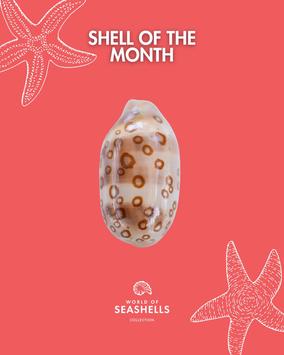 ๐ชธ๐๐ก๐๐ฅ๐ฅ ๐จ๐ ๐ญ๐ก๐ ๐๐จ๐ง๐ญ๐ก ๐ข๐ฌ ๐ ๐๐ฒ๐ฉ๐ซ๐๐๐ ๐๐ง๐ง๐ฎ๐ฅ๐ฎ๐ฌ โ ๐๐ก๐ ๐๐ข๐ง๐ ๐๐จ๐ฐ๐ซ๐ข๐
Smooth, polished, and effortlessly captivating, this shell stands out with its soft tones and delicate ring-like spots, it is a reminder that nature never repeats itself, yet always finds beauty in balance.
Often used as currency in ancient civilisations and revered as a symbol of femininity and protection, the Ring Cowrie carries centuries of stories within its curved form.
This month, take a moment to admire this little marvel up close.
Youโll never look at a seashell the same way again.
๐On display at World of Seashells, Bel Ombre
๐ www.worldofseashells.mu
#ShellOfTheMonth #CowrieShell #WorldOfSeashells #SeashellStories #HeritageBelOmbre #MauritiusMuseums