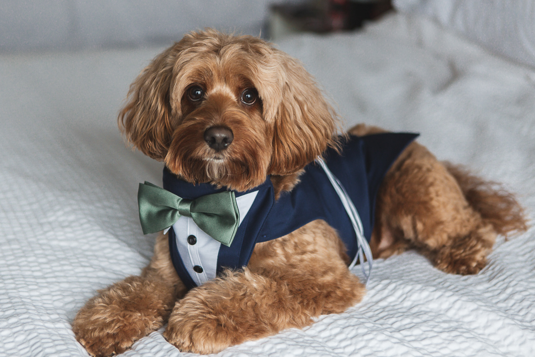 Paw-sitively the cutest guest of honor on wedding day. 🐶✨
.
.
.
.
.
.
#verolifestudios #longislandweddings #liweddings
#bridesoflongisland #longislandbride #longislandbusiness #longislandweddingphotographer #longislandwedding #newyorkweddings #destinationwedding #weddingwire #theknot #stylemepretty #weddingstudio #weddingfilm #longislandvideographer #weddinginspiration #weddinginspo #instawedding #weddingday #engaged #weddingideas #weddingphoto