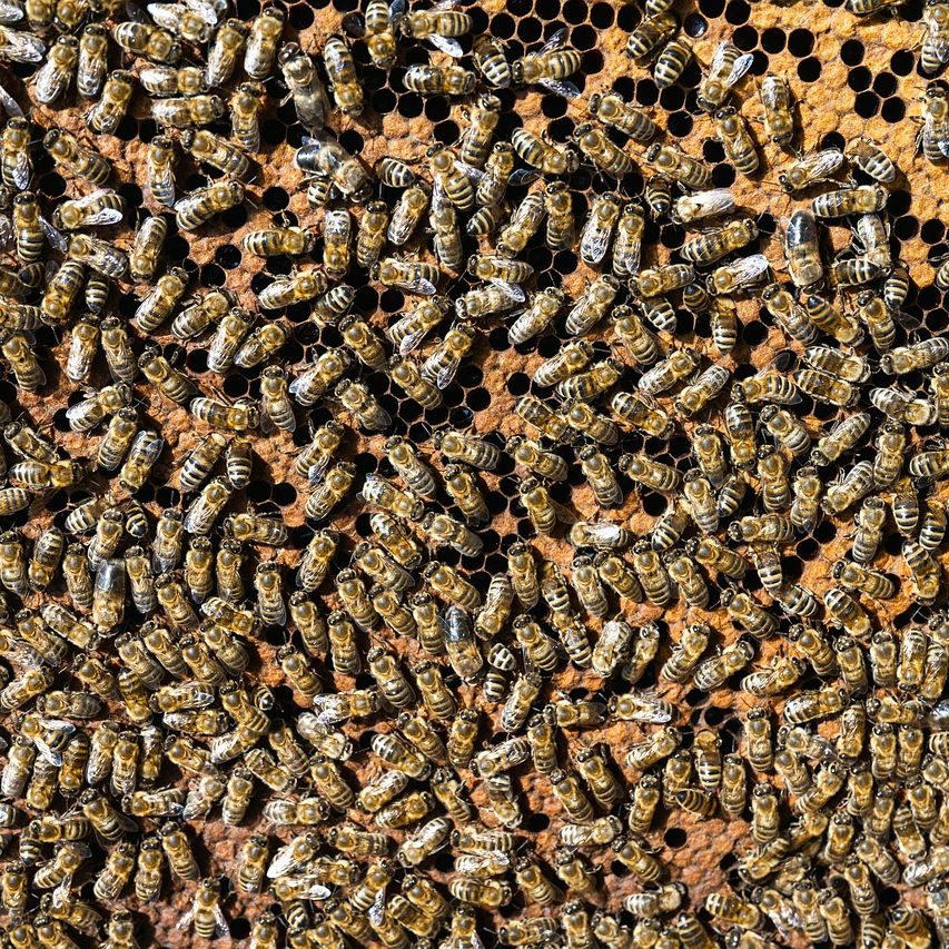 Here is the answer to the question earlier this week! Did you get it right? Let me know in the comments if you did 😁🐝
It's a bee-autiful transformation! 🐝
From a tiny egg to a buzzing adult, the honeybee lifecycle is one of nature's most fascinating journeys.
The whole process has four stages:
Egg: Our queen bee lays a single egg in a honeycomb cell.
Larva: The egg hatches into a little grub that our worker bees feed and care for.
Pupa: The larva is sealed in its cell to transform, developing its wings and legs.
Adult: It chews its way out, ready to join the hive and get to work!
Each bee has a different timeline for this metamorphosis:
Queen: 16 days
Worker: 21 days - did you get this right? 🧐
Drone: 24 days
This incredible cycle is happening in our hives every single day! It is awesome to watch.
#HoneybeeLife #YorkshireApiaries #Beekeeper #LearnSomethingNew