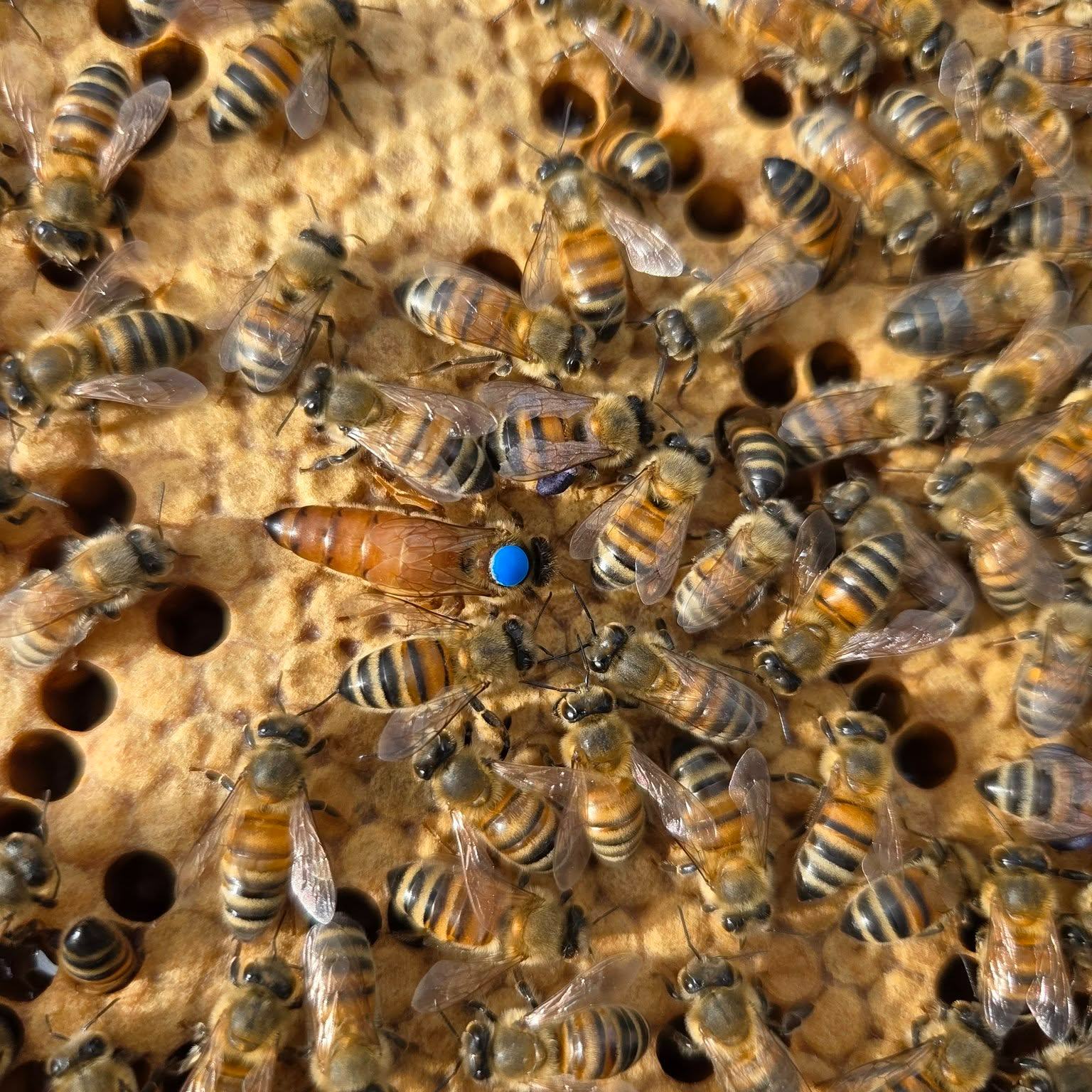 Step into the hive with us! 🍯 Every day, our queen bees lay hundreds of eggs, starting a beautiful, busy journey for each future bee.
It's a remarkable process of growth, but it's not the same for every bee. For our hardworking worker bees, how long does this incredible metamorphosis take?
Leave your best guess below! We love seeing how much you know about our fuzzy friends. 👇
Keep an eye out for the answer later this week!
#HoneybeeLife #YorkshireApiaries #Beekeeper #BeekeeperLife #GuessingGame