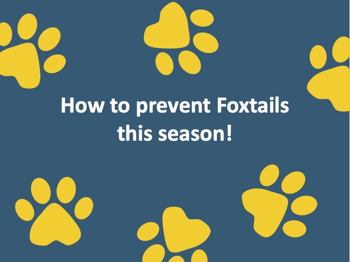 Pet Tips - Beware of Foxtails!
It’s high season for these sharp, bristle-like growths! They can penetrate a dog or cat’s skin or literally any orifice and do major damage. Please be careful and read through some tips on how to prevent foxtail damage on you pets.
Follow sfafaorg for more pet tips!