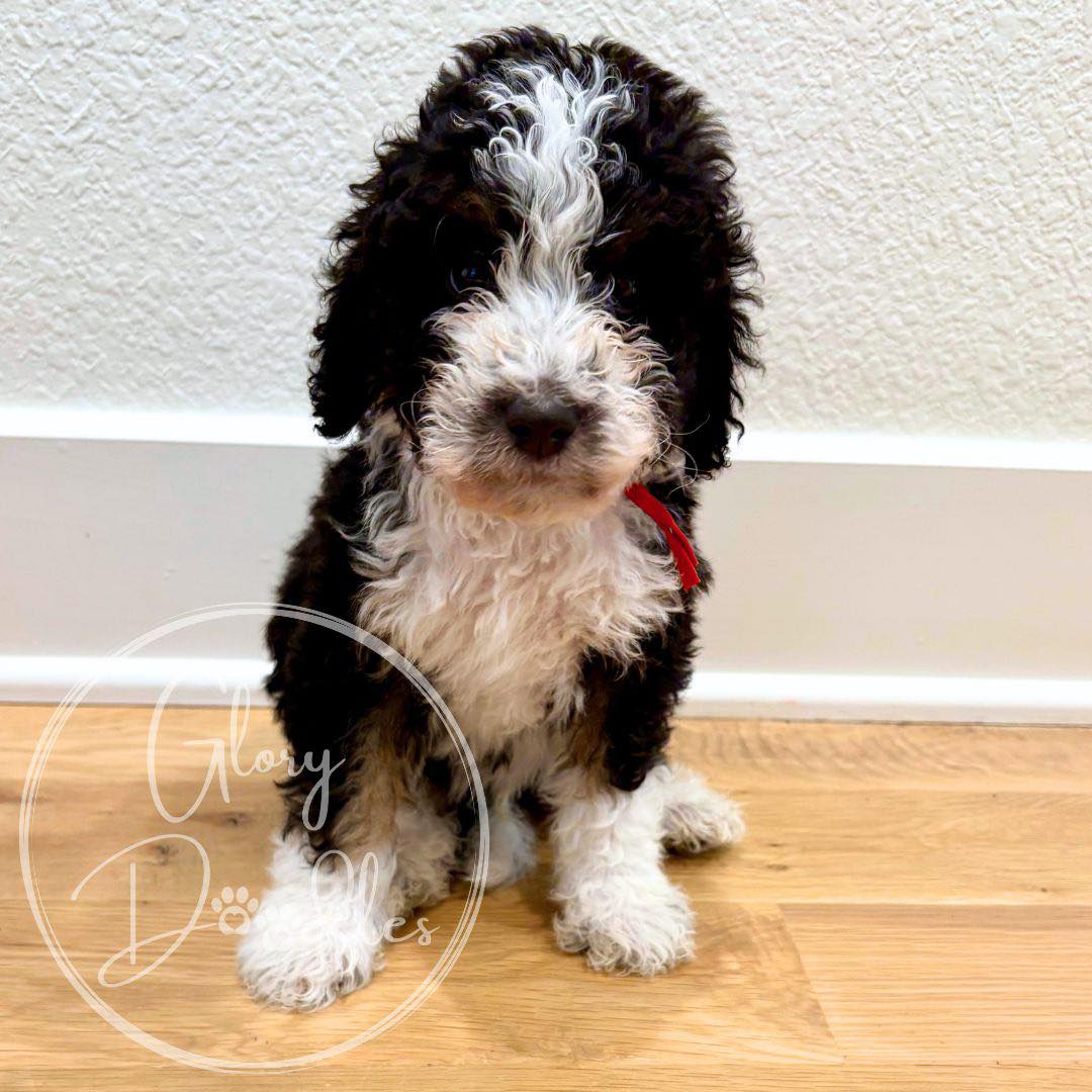 Hard to believe that our Japan bunch of Multi Generational Mini Bernedoodles are already 6 weeks old!!
They are loving life and learning how to conquer the balance boards and new curriculum that we’ve introduced them to. They also graduated from puppy mush to soaked kibble this week.
Only 6 spots remain on the reservation list for these cuties!
#Bernedoodle #BernedoodlePuppy #BernedoodleBreeder #BernedoodlesOfInstagram #MiniBernedoodle #BernedoodleLovers #TexasBernedoodles #DFWPuppies #BernedoodleUSA #PuppiesNearMe
#PuppyGram #InstaPuppy #DoodlePuppy #DoodleOfTheDay #Dogstagram #PuppyOfInstagram