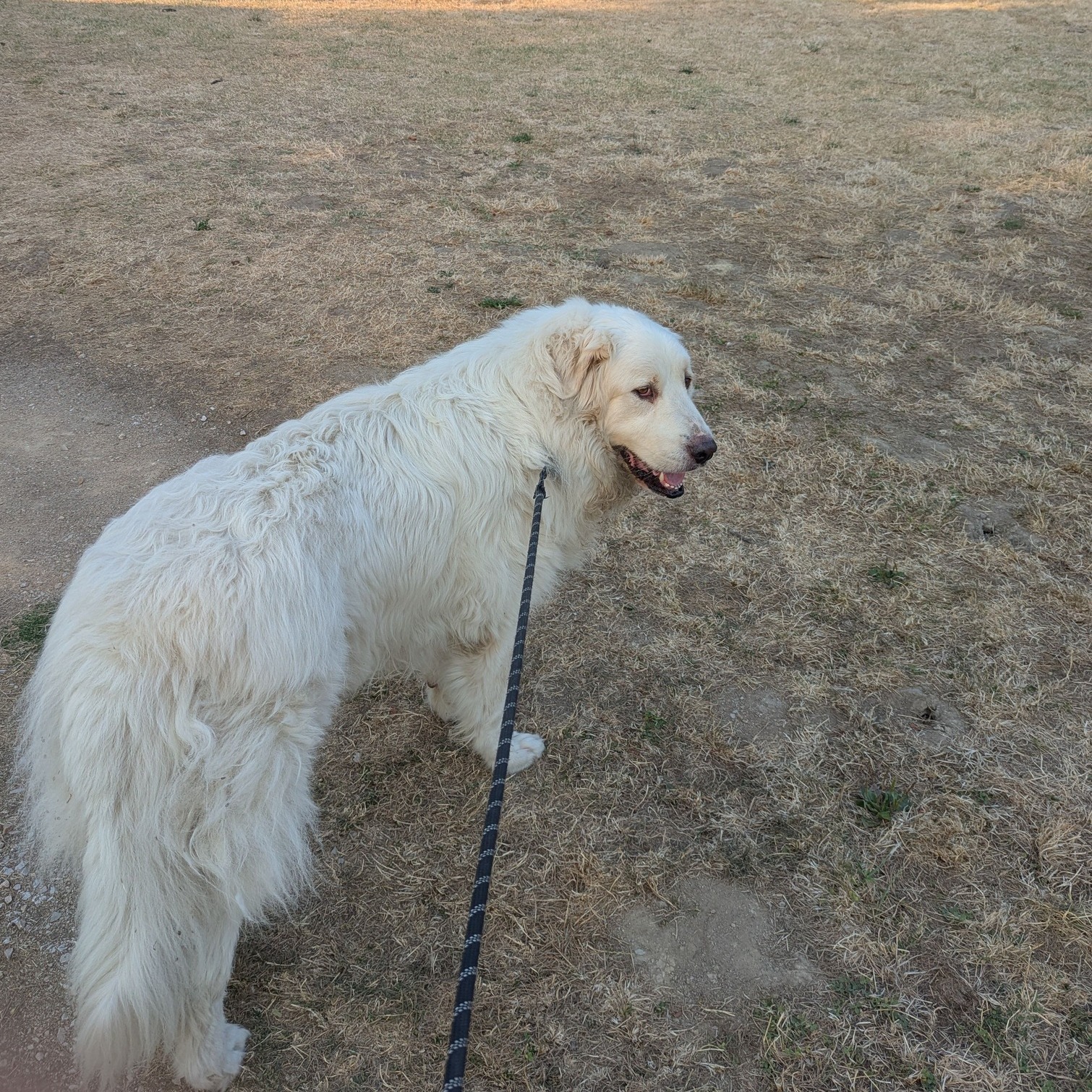 Ce beau Patou des Pyrénées s’appelle Twist 💕.
Il profite de son séjour à la maison pour recevoir toute l’attention qu’il mérite : balades quotidiennes, câlins, photos et vidéos envoyées à ses maîtres pour les rassurer.
Ici, les gardes se font sans box, un seul chien à la fois 🏡, pour un maximum de confort et de sérénité.
Twist a trouvé sa place comme à la maison… et ses maîtres peuvent profiter de leurs vacances l’esprit tranquille ✨.
📢 Bonne nouvelle : il me reste encore quelques places pour des gardes à mon domicile du 15 au 30 septembre !
N’hésitez pas à réserver rapidement la vôtre 🐾.
#patou #patoudespyrenees #dogsitting #gardechien #petsitting #LRocket #chienheureux #gardedanimaux #dogsittinglife #baladechien #maitrezenchienheureux #chienpyrenees #petcare #serviceanimaux