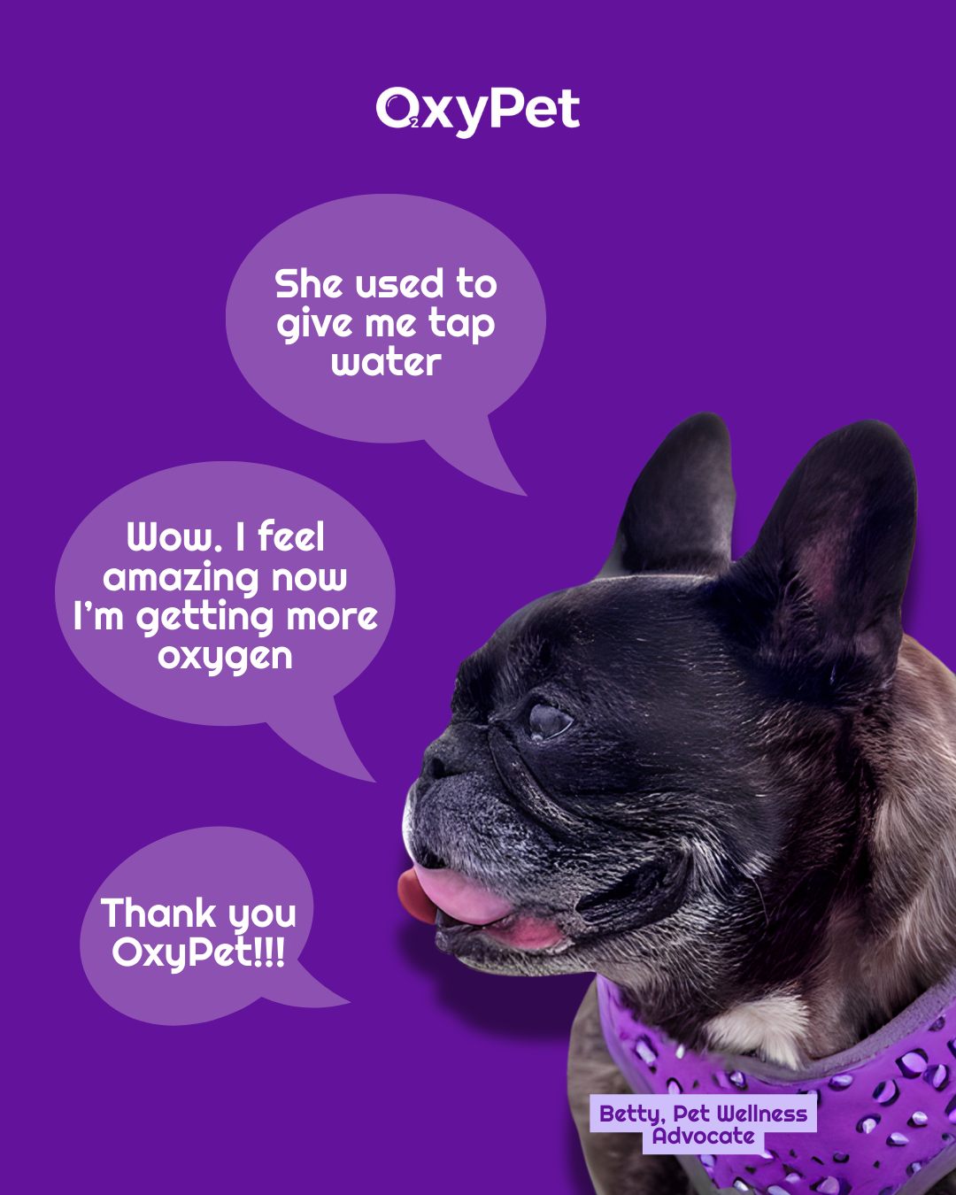 BACK SOON!!! Currently OUT OF STOCK 🐾
We’re relaunching soon with sustainably redesigned packaging, bottle and new pet wellness protocol.
The only non-invasive oxygen supplement for animals IN THE WORLD.
We know your pet will feel the difference. But don't just take our word for it, Betty agrees! 😉
Register for restock & priority access:
https://www.oxypet.co.uk/product-page/oxypet-oxygen-water-subscription
#HealthyDogs #DogWellness #PetParents #DogsOfInstagram #OxyPet #PetCommunity #Chihuahuas #DogHealth #FlatFacedBreeds #PetWellness #HealthyDog #DogCareTips #OxyPet #PetEducation #MasaruEmoto #Dogs #FrenchBulldogs #BoxerDogs #Pugs #EnglishBulldogs #BrachycephalicDogs