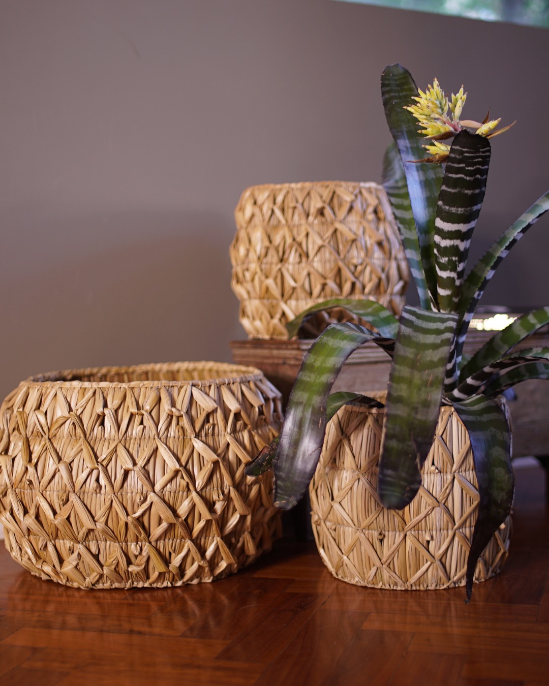 Criatividade que nasce das águas: as gamelas e cachepôs da Artesa são criados a partir da taboa, uma planta aquática que cresce livre às margens dos rios e lagoas do Brasil. Nas mãos de talentosos artesãos, ela ganha nova forma e função, decorando e trazendo brasilidade para os ambientes. Transformar a natureza em arte é lembrar que viver com beleza é também viver com propósito. Descubra o trabalho da Artesa Design através do link da bio!