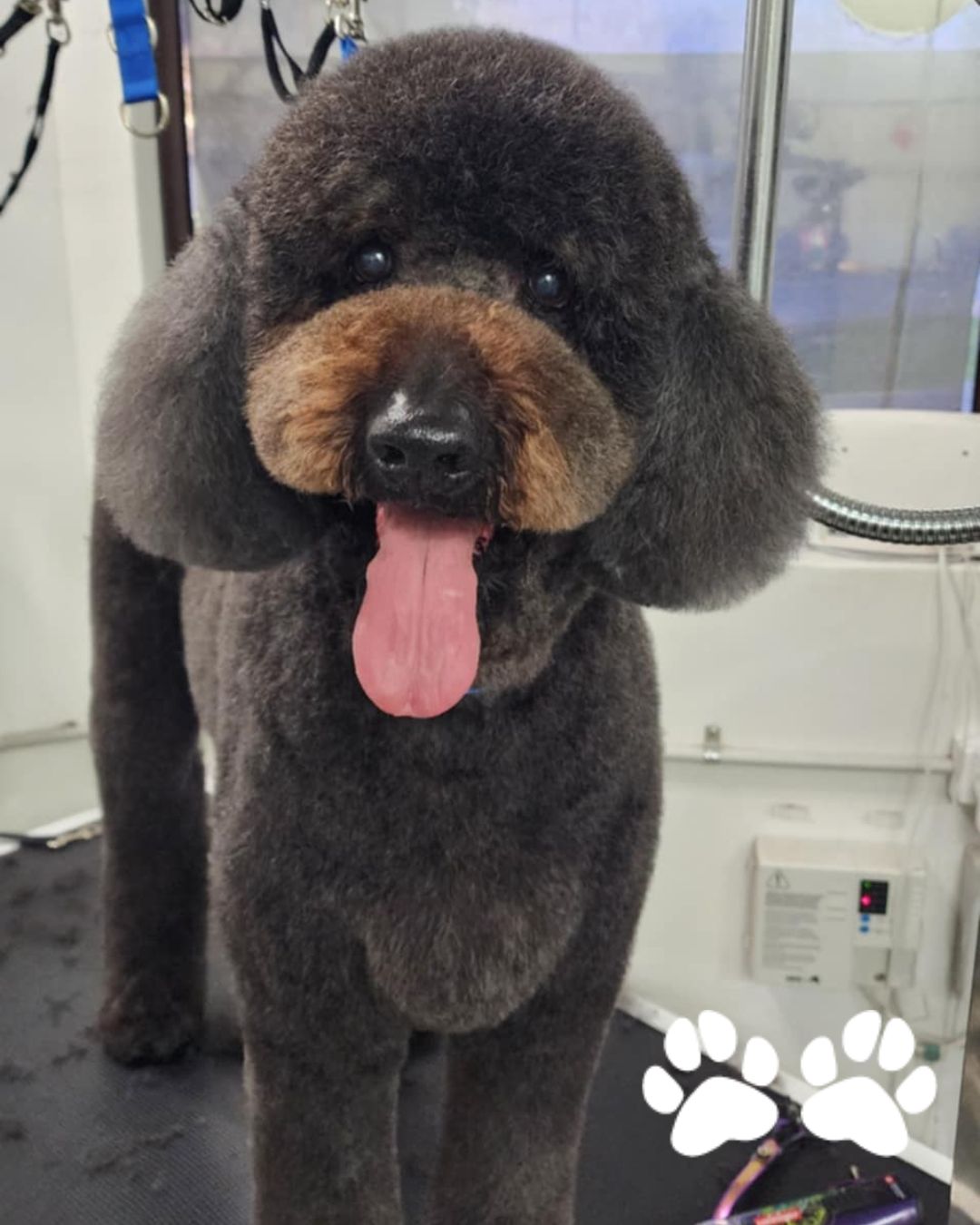 Say hello to Atticus! 🐕
This gentle giant came in for a full spa treatment and left smelling and looking like a superstar, thanks to Meena!
💬 What’s your dog’s favorite part of grooming?
.
.
.
#perthdog #groomingsalon #perth #oodlesofperth #groomerlife #groomersofaustralia #perthdogslife #dogbusiness #groomers #petgroomer #doggroomerlife #perthgroomer #perthbusinesswomen #perthdogs #itsadogslife #doggroomingsalon #perthpetsofinstagram #perthdoglovers #applecross #perthdogfriendly #doggroomingperth #groomersofinstagram #dogsofperth