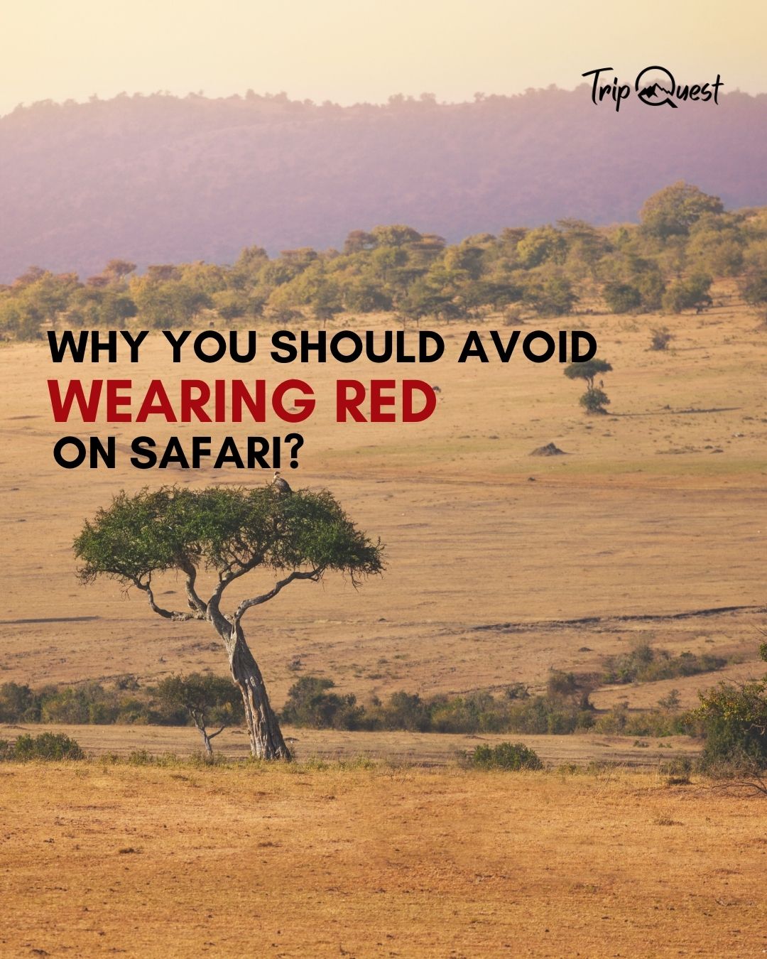 Safari fashion isn’t just about looking good — it’s about blending in and staying safe. #ExploreArusha #TripQuest #wildAfrica #safariadventure #africatravel #africatour #KenyaSafari #NgorongoroSafari #WildlifeAdventures #TanzaniaTravel