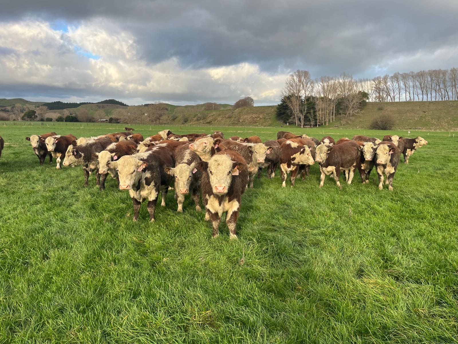 The catalogue is live!!!
The bulls are loving a bit of springtime sun and are shaping up nicely for sale daying - Thursday, 18th of September
See the catalogue here:
https://pivotdesign.co.nz/ebooks/2025/Riverton_Herefords/
#nzfarming #dairybulls #nzherefords #dairybeef