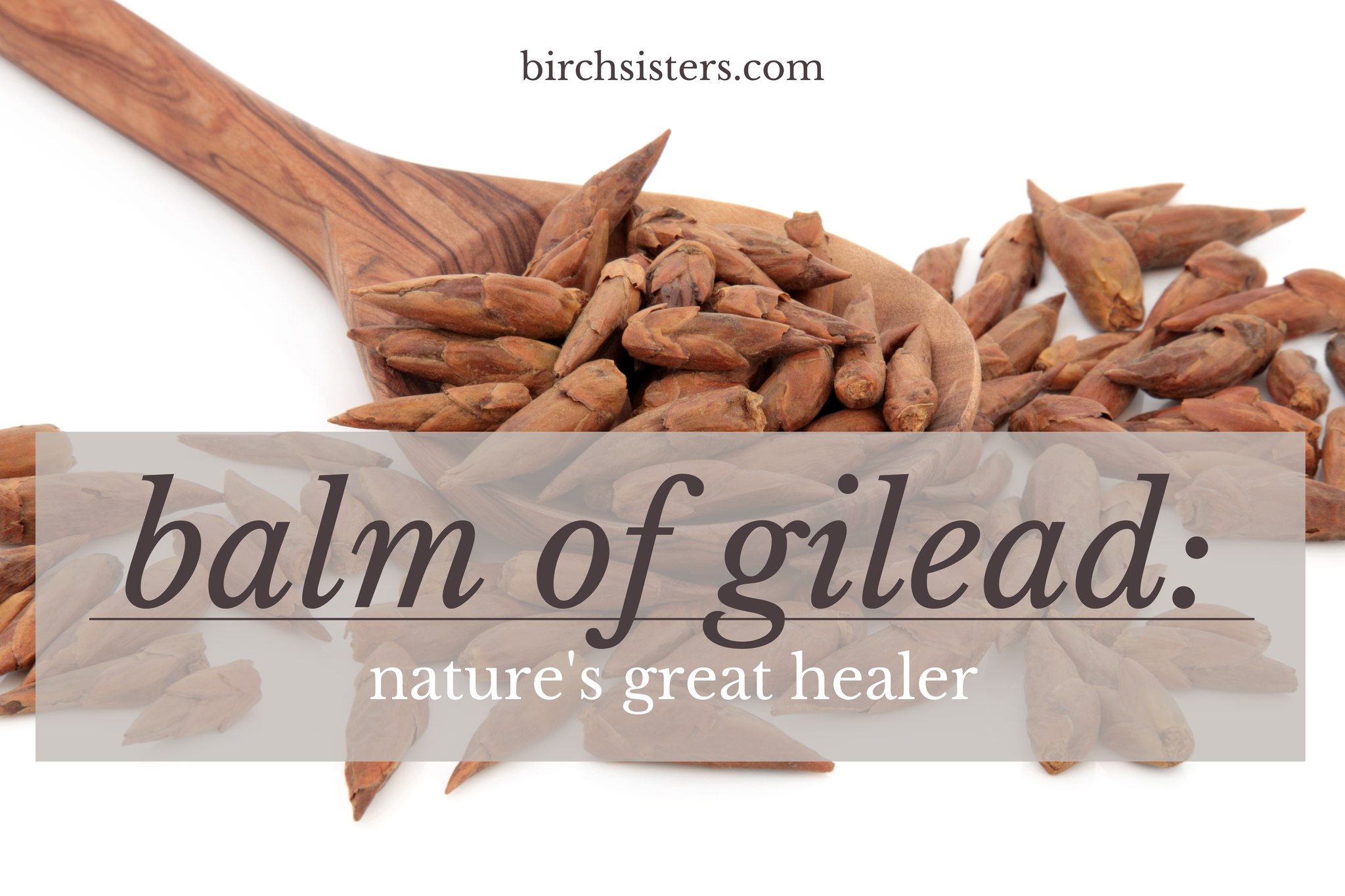 🌿 Balm of Gilead – Nature’s Great Healer 🌿
Did you know the cottonwood buds used to make Balm of Gilead grow wild right where we grew up in Northern Wisconsin? 💛
This incredible plant has been treasured for centuries for its soothing and healing properties — from calming sore muscles to nourishing the skin. In our blog, we dive into:
✨ The history of Balm of Gilead
✨ Its many healing benefits
✨ Why we love wildcrafting these buds and infusing them into our products
👉 Come explore the story and tradition behind this natural remedy here: www.birchsisters.com/post/balm-of-gilead-nature-s-great-healer
💬 Have you ever tried Balm of Gilead products?