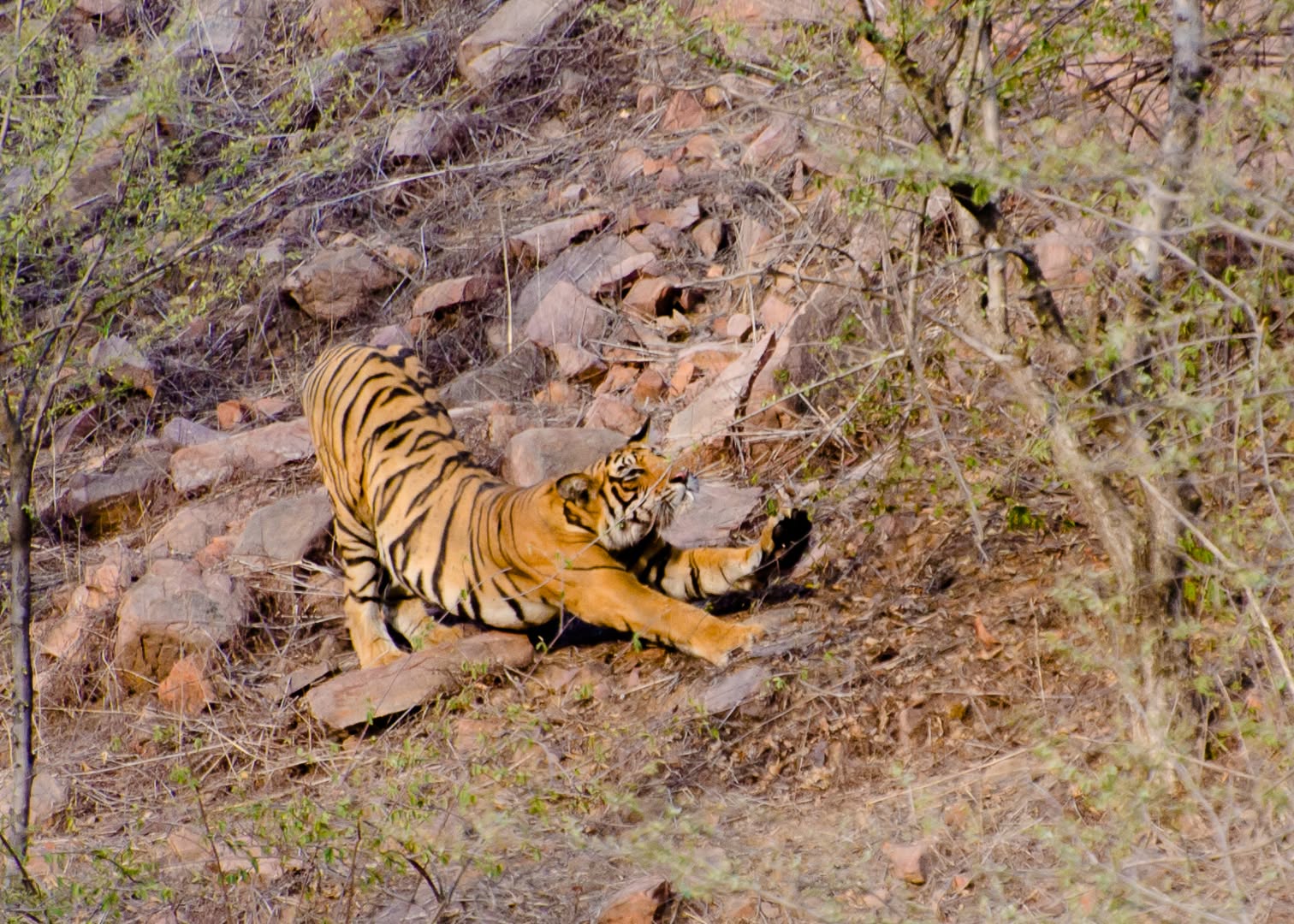 "Even queens need their stretch! 🐯✨
This tigress at Ranthambore shows us how to bask in the golden sun — with a perfect big cat stretch. Such moments remind us of the grace, power, and ease tigers carry even in their most relaxed moods. 🌞
📍 Ranthambore National Park, Rajasthan
📸 Shot by @vishalparvatkarphotography
📩 DM us to plan your safari with The Jungle Story 🐾
@incredibleindia @sanctuaryasia @rajasthan_tourism @rajasthanforestdepartment
#Ranthambore #Tiger #BigCatDiaries #WildlifeIndia #TheJungleStory #IncredibleIndia #SanctuaryAsia #TigerSafari #RajasthanTourism #WildlifePhotography #CatStretch #NatureDiaries