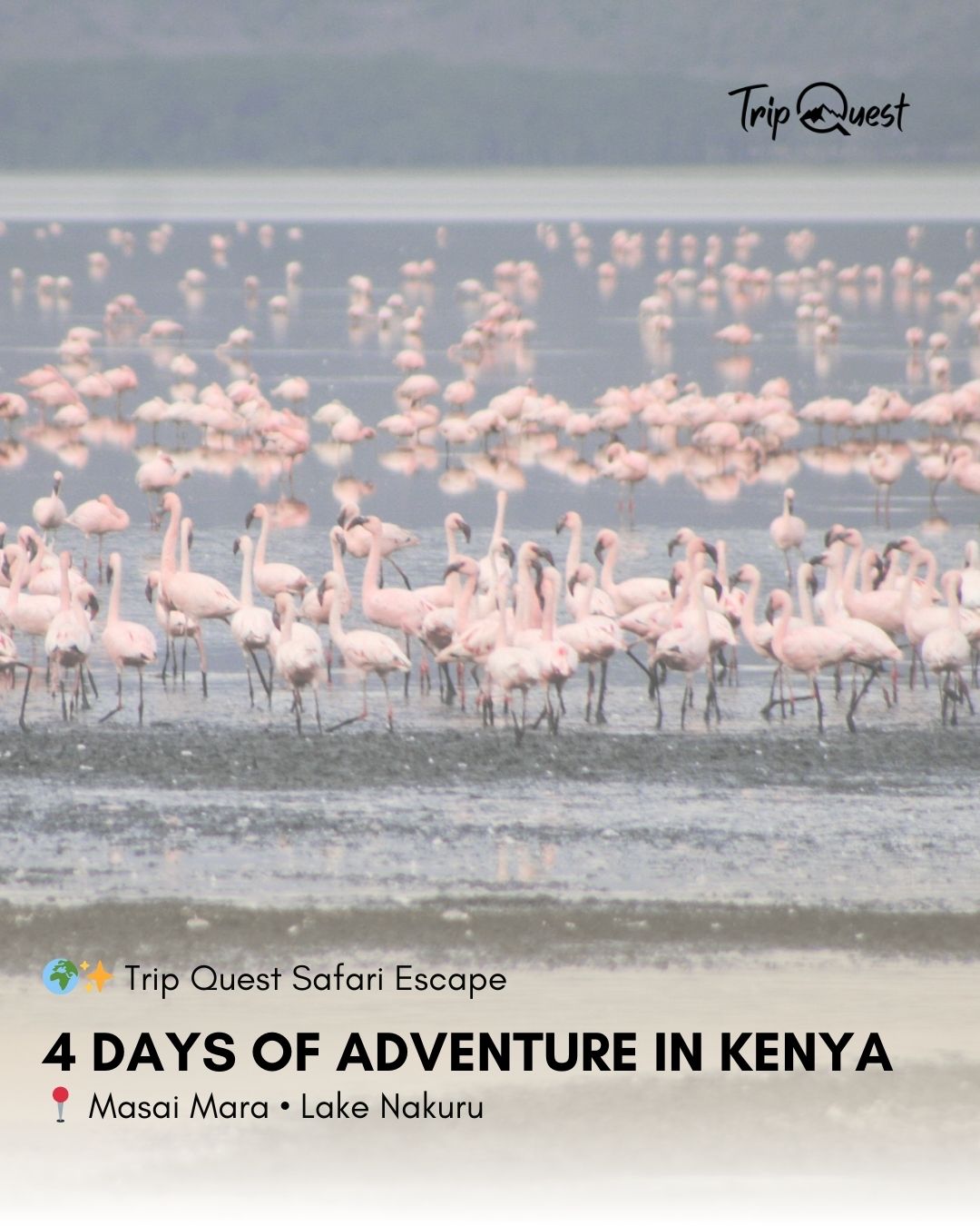 ✨ 4 Days, 2 Iconic Parks, Endless Memories 🌍
From the golden savannas of Masai Mara 🦁 to the flamingo-dotted shores of Lake Nakuru 🦩 — every day brings a new adventure.
📌 Swipe through to see the journey!
📩 DM Trip Quest to start planning your safari escape.
#ExploreArusha #TripQuest #wildAfrica #safariadventure #africatravel #africatour #KenyaSafari #NgorongoroSafari #WildlifeAdventures #TanzaniaTravel
