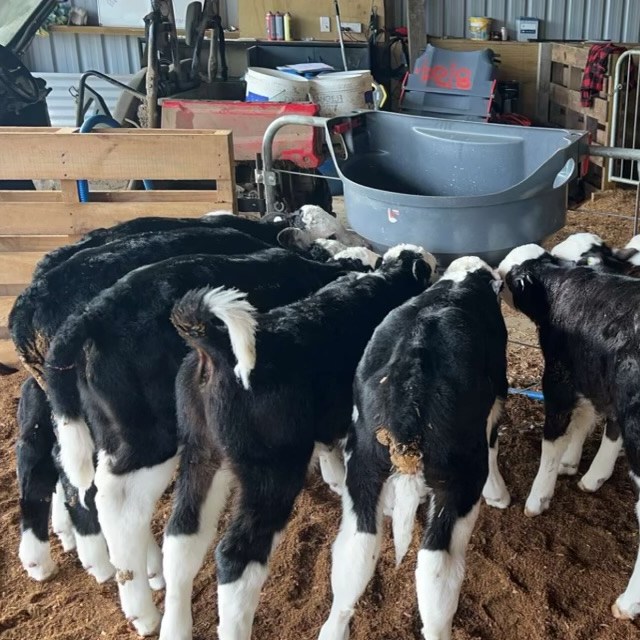 We’ve been getting bulls from Mike and Cath at Riverton Hereford Stud since 2017.
"The bulls are outstanding; their calves are born easily, grow well, and are always in high demand.
We’ve been getting bulls from Mike and Cath at Riverton Hereford Stud since 2017. The bulls are outstanding; their calves are born easily, grow well, and are always in high demand.
We use the yearling bulls over our rising 2 year old heifers for spring mating. The 2 and 3 year olds are put over the cows after three weeks of AI. This system has worked extremely well for us as it provides a reliable income stream in July and August, with very few calves ever ending up on the bobby truck.
Mike and Cath are fantastic to work with, genuine people who are excellent communicators and always a pleasure to deal with."
- Ian and Narelle Groube, Otorohanga.
These photos are from the Groube's too - offspring of Riverton bulls
This year's sale is coming up on the 18th of September, on farm, just out of Whanganui
Watch this space for the Catalogue - Coming Soon!