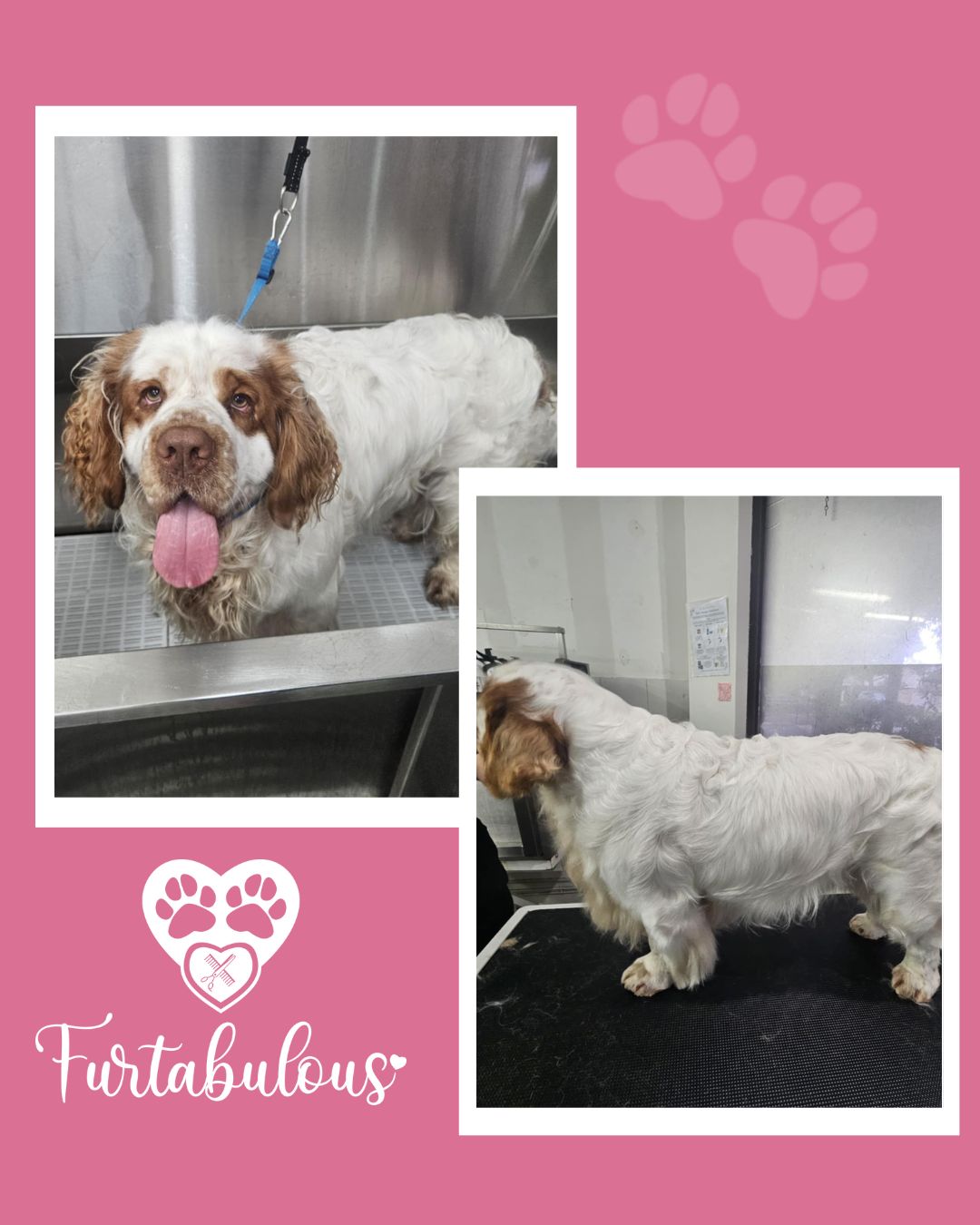 🐾 Rafe the Clumber Spaniel! 🐾
Rafe's owner came to us in hopes to get his coat back in condition as she's struggled with his grooming at home. We're so thankful she brought him to us, what an absolute character! Here's what Rafe's mum had to say:
"Just want to say thank you from the bottom of my heart for all you have done. I nearly cried when I saw how beautiful Rafe looked today. It's been such a struggle trying to cope with his grooming, I could never have believed you could manage to do what you did on his first visit. You exceeded my expectations in every way possible. I'm so grateful."
.
.
.
#perthpetsofinstagram #perthdogfriendly #perthdogslife #doggroomerlife #itsadogslife #applecross #doggroomingperth #groomersofinstagram #perthbusiness #dogsofperth #perthsmallbusiness #doggroomer #clumberspaniel