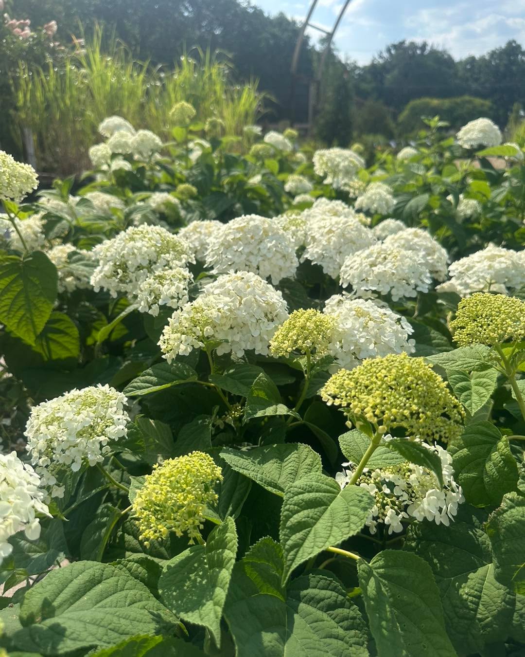We’ve extended our BOGO 50% off Incrediball Hydrangea Sale!
Don’t miss out. Only valid until supplies last.
We’re open 10-5 today!
#gardencenters #gardencenterlife #gardencenter #stcharlesillinois #genevaillinois #bataviaillinois #sugargroveil #oswegoil #stcharlesil #auroraillinois #genevail #oswegoillinois #bataviail #sugargroveillinois #aurorail