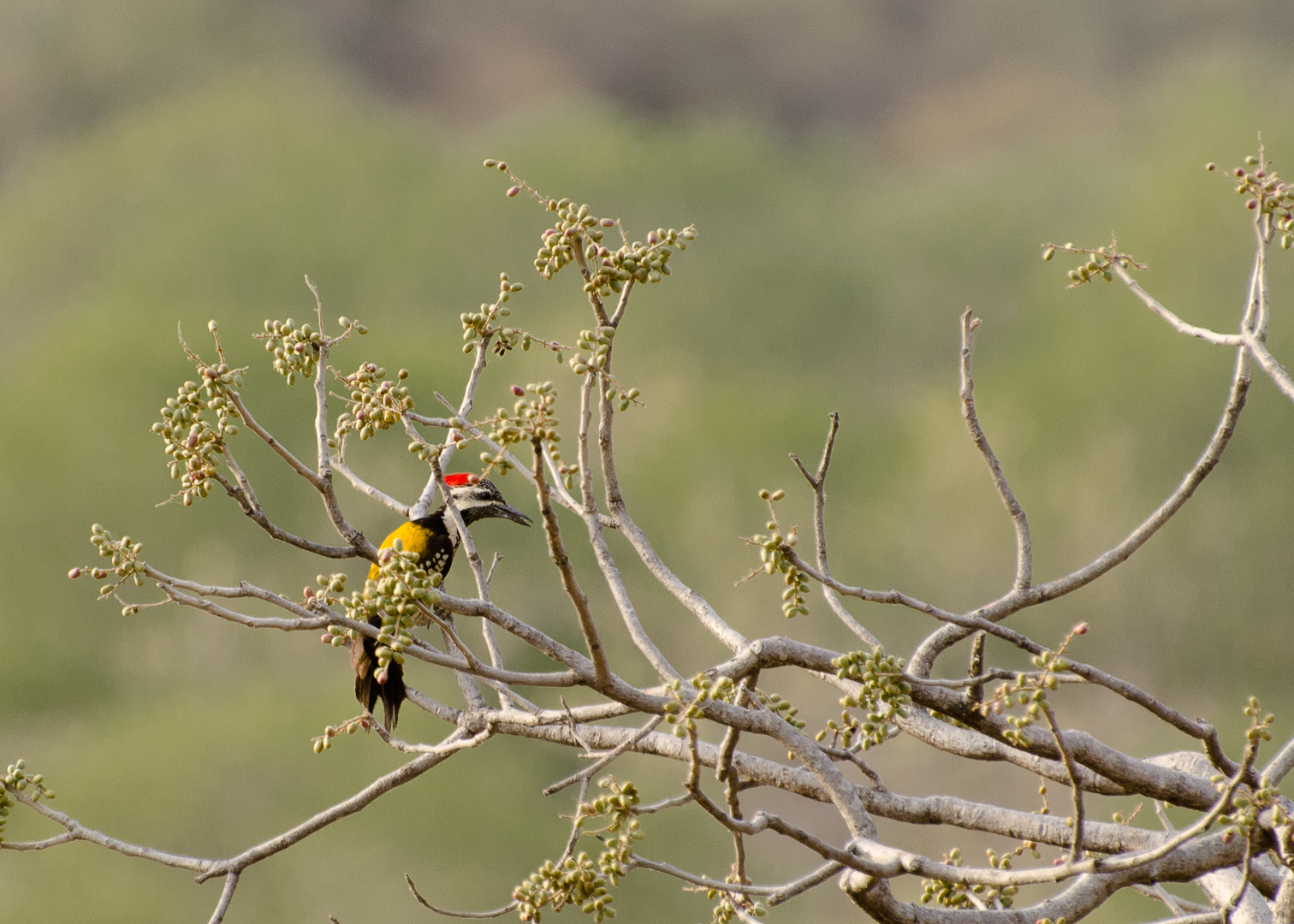 The jungle’s drummer at work! 🪵✨
The Black-rumped Flameback Woodpecker, with its fiery crown and golden wings, is a sight to behold in Ranthambore’s wild woods. 🔥
Known for its rapid drumming, this bird can strike a tree up to 20 times per second — a rhythm that echoes through the forest!
📍 Ranthambore National Park, Rajasthan
📸 Shot by @vishalparvatkarphotography
📩 DM us to plan your wildlife journey with The Jungle Story 🐾
@incredibleindia @sanctuaryasia @rajasthan_tourism @rajasthanforestdepartment
#Ranthambore #Woodpecker #BlackRumpedFlameback #BirdsofIndia #WildlifeIndia #RajasthanTourism #TheJungleStory #IncredibleIndia #SanctuaryAsia #BirdPhotography #WildlifeLovers #NatureDiaries #IndianBird