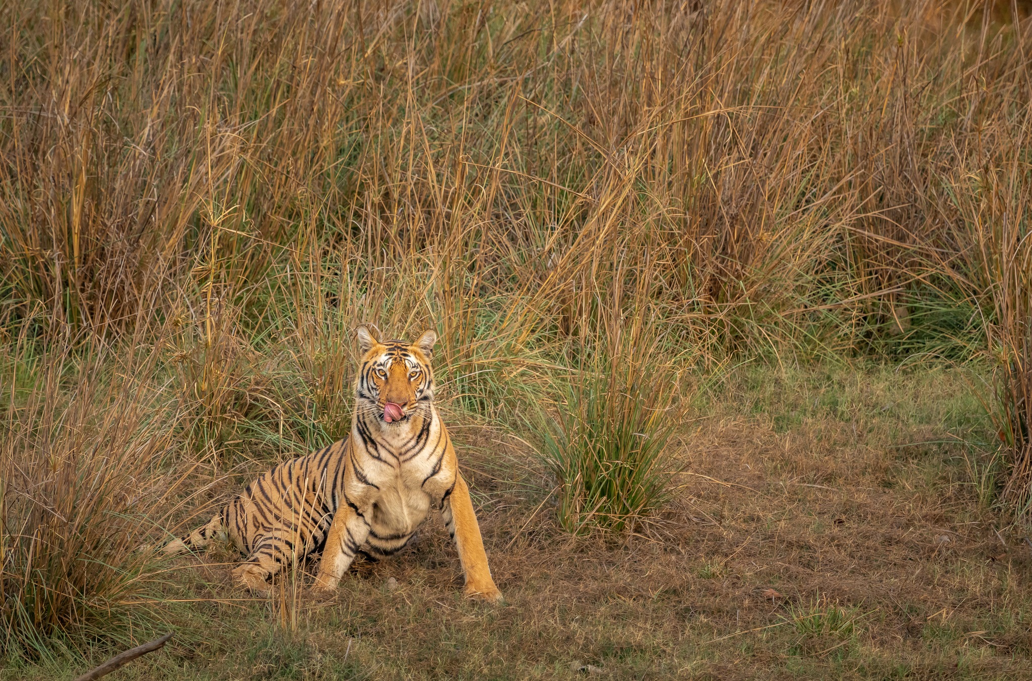 When playtime works up an appetite! 🐯👅
This young tiger at Satpura Tiger Reserve shows off its playful side with a lip-lick that’s both adorable and a reminder of the wild hunter it is. Few sights in the jungle match the charm of watching a tiger just be itself. ✨
📍 Satpura Tiger Reserve, Madhya Pradesh
📸 Shot by @dr_harsht
🐾 DM us to plan your safari with The Jungle Story
@incredibleindia @sanctuaryasia @satpuratigerreserveofficial @mptourism
#SatpuraTigerReserve #TigerTales #BigCatBeauty #TheJungleStory #MadhyaPradeshTourism #TigerSafariIndia #IncredibleIndia #SanctuaryAsia #WildlifeIndia #Satpura #TigerLovers