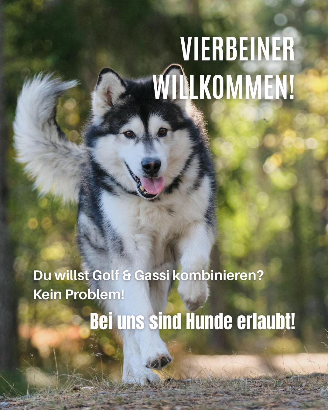 Hier alle wichtigen Infos nachlesen:
⛳️ Golfen & Gassi gehen? Bei uns kein Problem!
Im Deggendorfer Golfclub sind auch deine Vierbeiner herzlich willkommen. 🐶
Hunde sind für unsere Mitglieder von Montag bis Freitag ab 14 Uhr auf dem Golfplatz erlaubt. Genieß die Runde Golf, während dein treuer Begleiter mit dabei ist.
❕ Hunde sind jedoch bei uns im Clubhaus, in der Arena und im Heinze’s Stüberl nicht erlaubt!
👉 Komm vorbei und erlebe Golf in entspannter Atmosphäre – für Mensch & Hund!
Weitere Infos darüber findest du auf unserer Webseite.